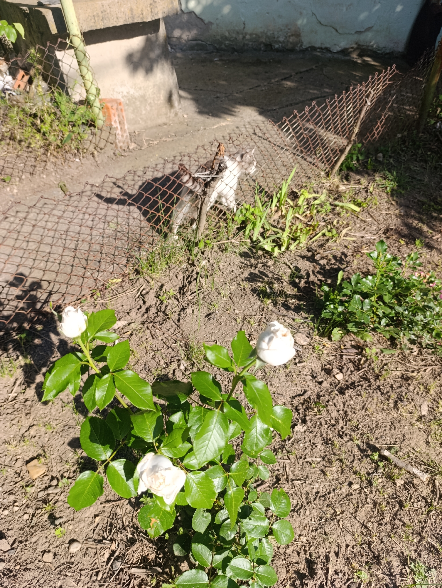 In a sunny outdoor scene in Nikolichevtsi, Bulgaria, two cats are visible behind a rusty wire fence. One cat is white with grey patches, and the other is predominantly white. The ground is dry and appears to be soil with scattered dry leaves and some green vegetation. In the foreground, a rose bush with vibrant green leaves is in bloom, displaying two white roses, one fully open and the other a bud. The overall setting suggests a backyard or garden area with a concrete structure visible in the background, possibly a wall or foundation. The light and shadows indicate it is daytime, likely late morning or afternoon. There is no visible text in the image.