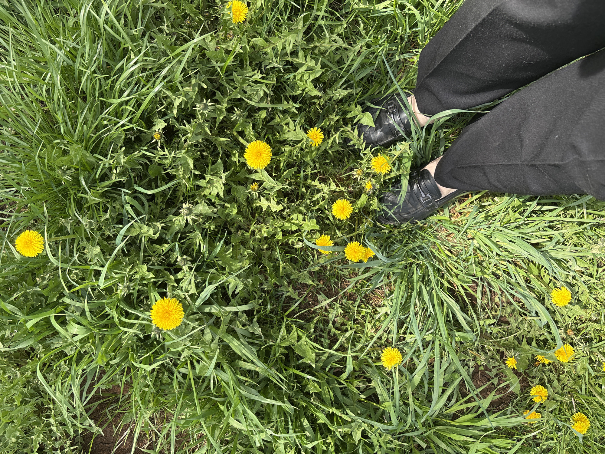 A ground-level shot shows a patch of green grass interspersed with numerous yellow dandelions. A pair of black shoes are visible, worn by a person whose lower legs and black pants are also in the frame. The location is Niva, Russia.