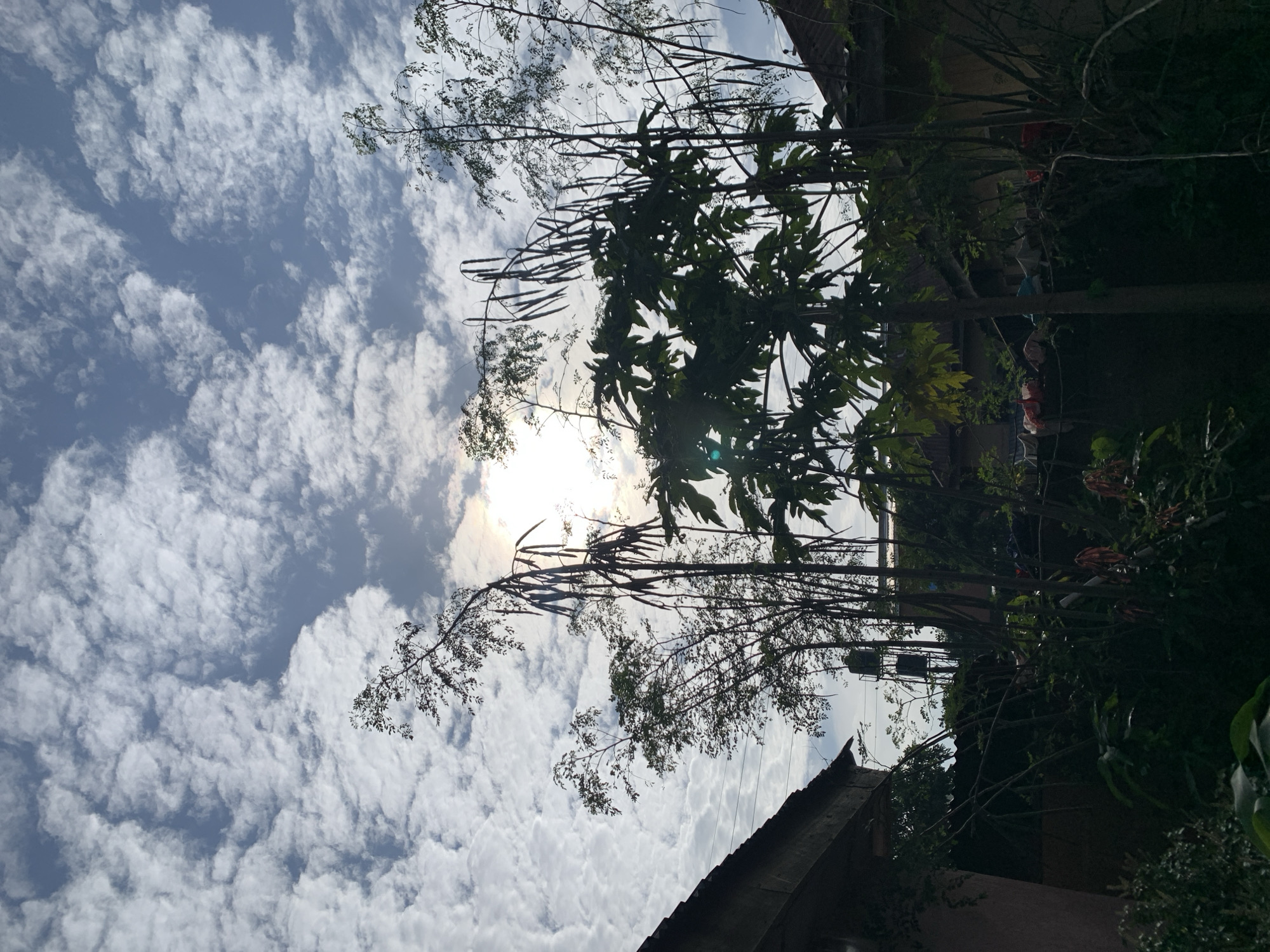The image captures a daytime scene with a bright, partially obscured sun shining through a sky filled with scattered, puffy white clouds against a pale blue backdrop. In the foreground, dense foliage and trees dominate, with prominent, long, dark seed pods hanging from some branches. The leaves of a papaya tree are visible, and to the left, the edge of a building with a tiled roof is present. To the right, another building with a similar roof is partially visible. In the mid-ground, silhouetted against the sky, are tall, slender trees and what appears to be a water tower. The overall environment suggests an outdoor residential or garden area, likely in a location experiencing a sunny day with cloud cover. The presence of the water tower might suggest a more suburban or peri-urban setting within the city of Jos, Nigeria, where such infrastructure is common to ensure water supply. No people or animals are visible in the frame.