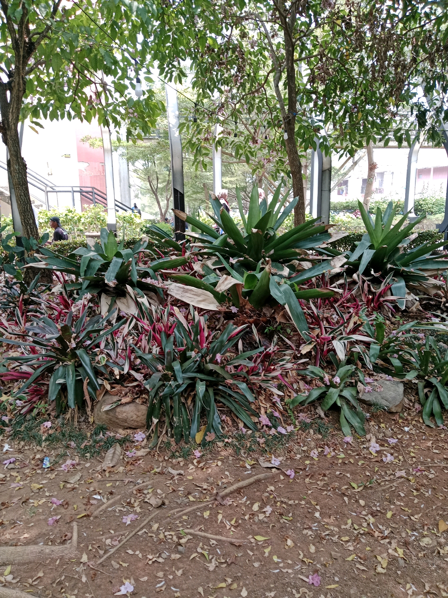 This image shows a dense planting of bromeliads and other plants with lance-shaped leaves, some with green and others with red and white variegation. They are situated in what appears to be a park or garden area with trees providing overhead shade. The ground is covered with fallen leaves and some small pink flower petals. In the background, there are blurred structures that resemble buildings with windows and staircases, possibly part of an urban setting. A few people are visible in the background, some walking and others standing. There are also tall, slender poles that may be part of lighting fixtures or architectural elements. The overall scene depicts an outdoor green space within a city environment.