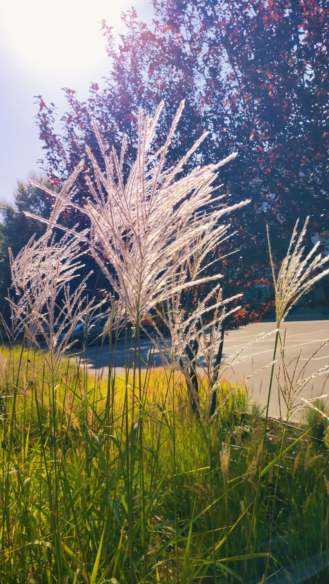 The image shows tall, feathery grass plumes in the foreground, illuminated by bright sunlight. Behind the grass, a dark-leaved tree with reddish foliage is visible against a bright sky. A paved surface, possibly a road or parking lot with white markings, is seen in the middle ground, with a blurred vehicle in the distance. The environment appears to be outdoors, with evidence of a roadside or park area. There are no people or animals clearly depicted in the image. The overall impression is one of natural scenery with man-made elements in the background. This scene could be located in Horishni Plavni, Ukraine, as the image exhibits typical flora and potential urban surroundings found in the region during a sunny day.