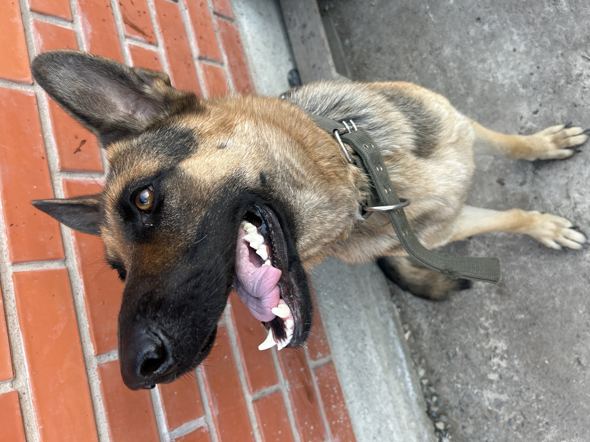 The image is an eye-level, medium shot of a German Shepherd dog sitting outside on a concrete surface. The dog is facing left, with its mouth open and tongue slightly exposed, revealing its teeth. Its ears are upright, and its eyes are focused upwards and to the left. The dog is wearing a dark green collar with a silver buckle. Behind the dog is a brick wall with visible mortar lines. To the left of the dog, a grey concrete ledge runs along the base of the wall. The ground is composed of grey concrete and small gravel. The lighting suggests an outdoor setting, possibly during the daytime, with natural light casting shadows. No specific city or location information can be determined from the image itself.