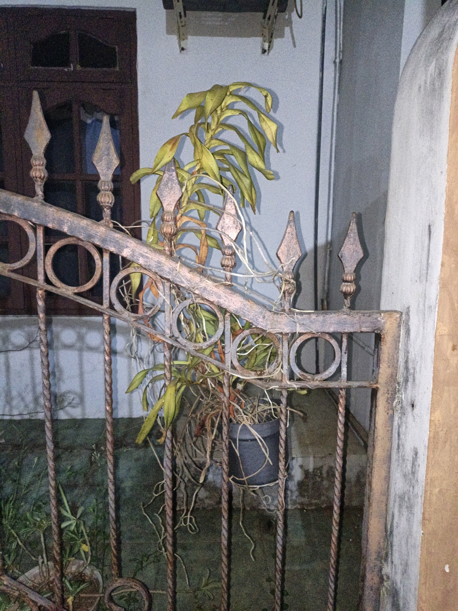 In Cikal, Indonesia, a weathered metal gate with pointed finials and circular decorative elements stands partially open. Through the gate, a potted plant with long, yellowing leaves is visible. The plant hangs in a black pot, with its aerial roots extending downwards. Behind the gate, a dark wooden door with glass panes is partially visible. The background consists of a light-colored, textured wall. The scene appears to be outdoors, possibly in a residential or garden area, with evidence of age and weathering on the metalwork.