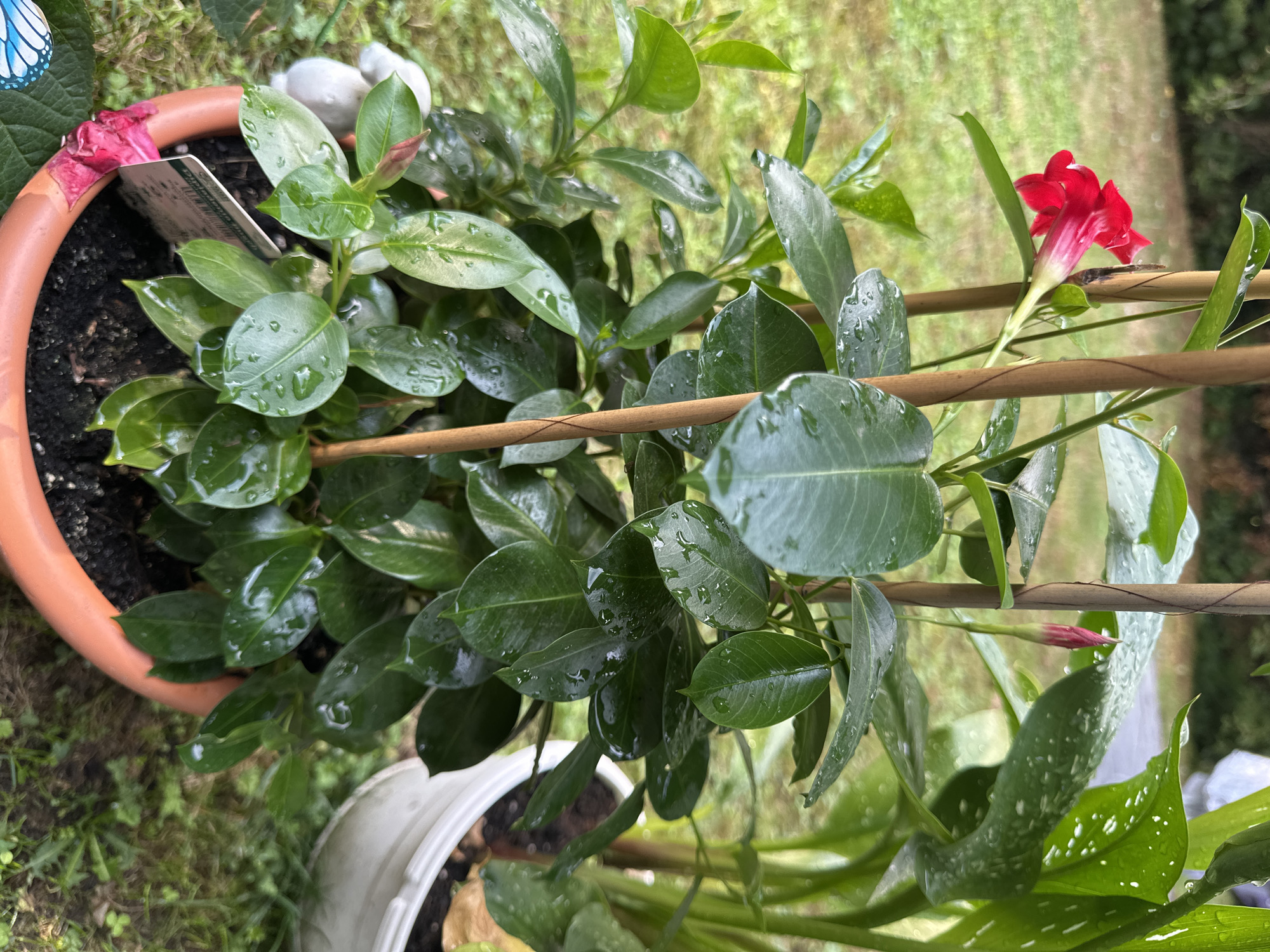 The image captures a potted plant, likely a Mandevilla, with vibrant red flowers and green leaves glistening with water droplets, suggesting it has recently rained or been watered. The plant is supported by wooden stakes and sits in a terracotta pot. To the left, a small white garden figurine, possibly a rabbit, is partially visible. The pot is placed on a grassy area, indicating an outdoor setting. In the background, other plants and a white pot are visible, along with a blurred view of what appears to be a street or path. The overall scene conveys a sense of lush greenery and the freshness of nature after precipitation. The location is Krefeld, Germany.