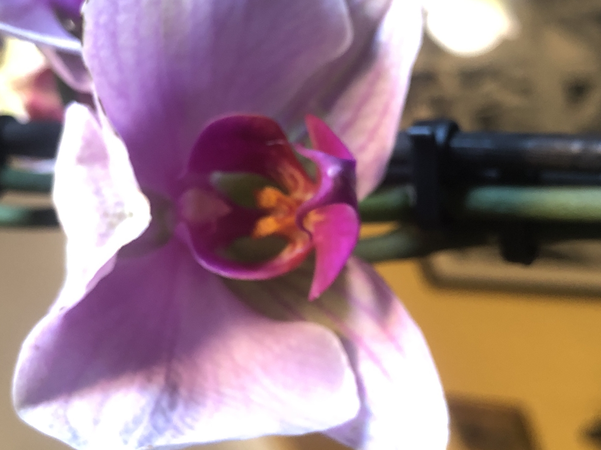 A close-up shot features a vibrant orchid flower with purple and pink petals. The central part of the flower exhibits a complex structure with green and yellow elements. A green stem is visible, supported by a black clip. The background is out of focus, revealing a tan wall and indistinct shapes.