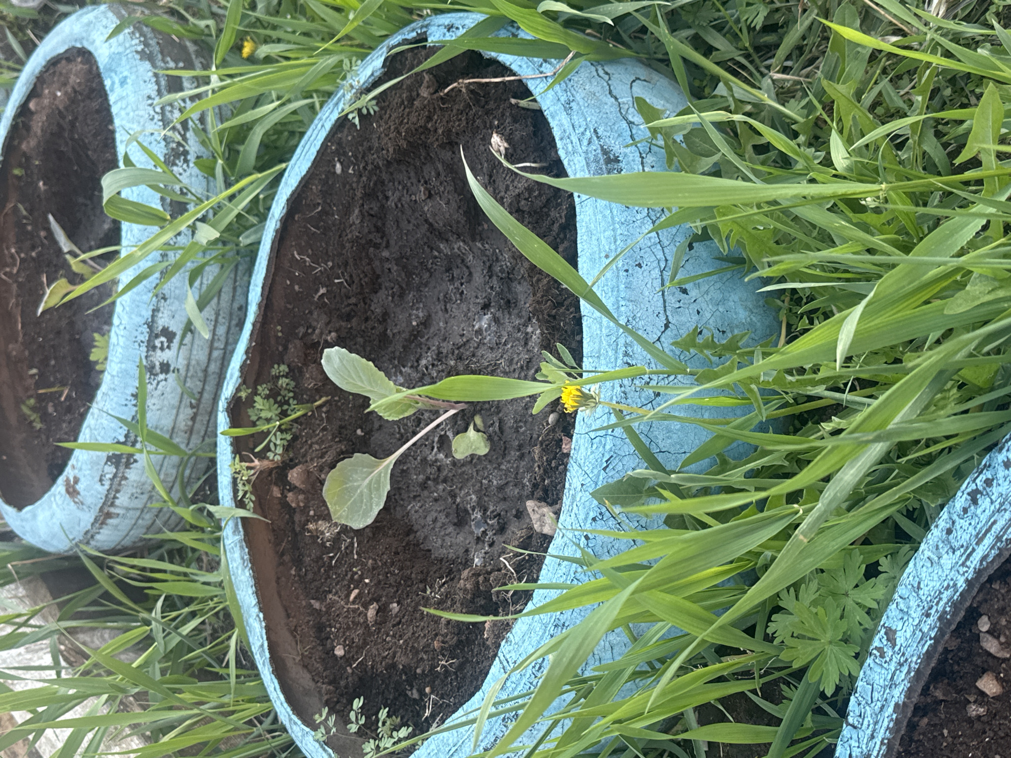 The image captures a slightly overhead view of two repurposed car tires, painted a faded and cracked light blue, being used as planters in an outdoor garden or yard. The tires are filled with dark, rich soil.
In the prominent foreground, a young plant with two large, rounded light green leaves is growing within one of the tire planters. To its right, a single bright yellow dandelion bloom peeks out from the soil near the tire's edge. The blue paint on the tires exhibits significant cracking and wear, indicating exposure to the elements over time.
Lush green grass and other wild plants surround the tire planters, creating a natural and somewhat untamed backdrop. The lighting suggests it is daytime, with bright, even illumination across the scene, highlighting the vibrant greens of the foliage. There are no people visible, nor any discernible text. The overall scene suggests a practical, DIY approach to gardening, likely in a rural or suburban setting, consistent with the provided location context of Нижний Бургалтай, Russia.