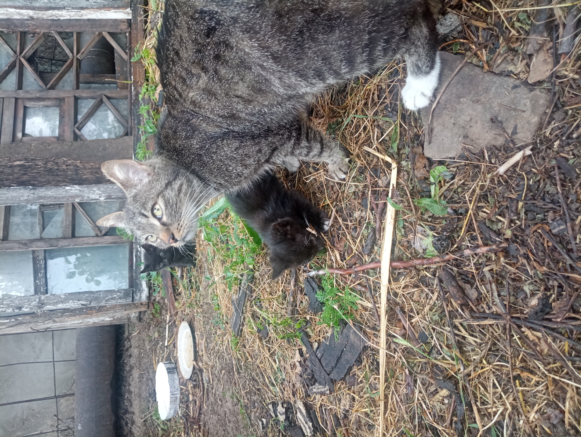 An adult tabby cat with green eyes is partially visible, facing right, with its head and front legs in the foreground. Its body extends towards the right of the frame. To its left, a black kitten is crouched down, appearing to be eating or sniffing the ground. The cats are in an outdoor environment with dry grass, leaves, and twigs covering the ground. In the background, there is a dilapidated wooden structure with glass panes and a metal pipe. Two white plates, one with remnants of food, are on the ground to the left of the cats. The scene is situated in a yard within the city of Shymkent, Kazakhstan.