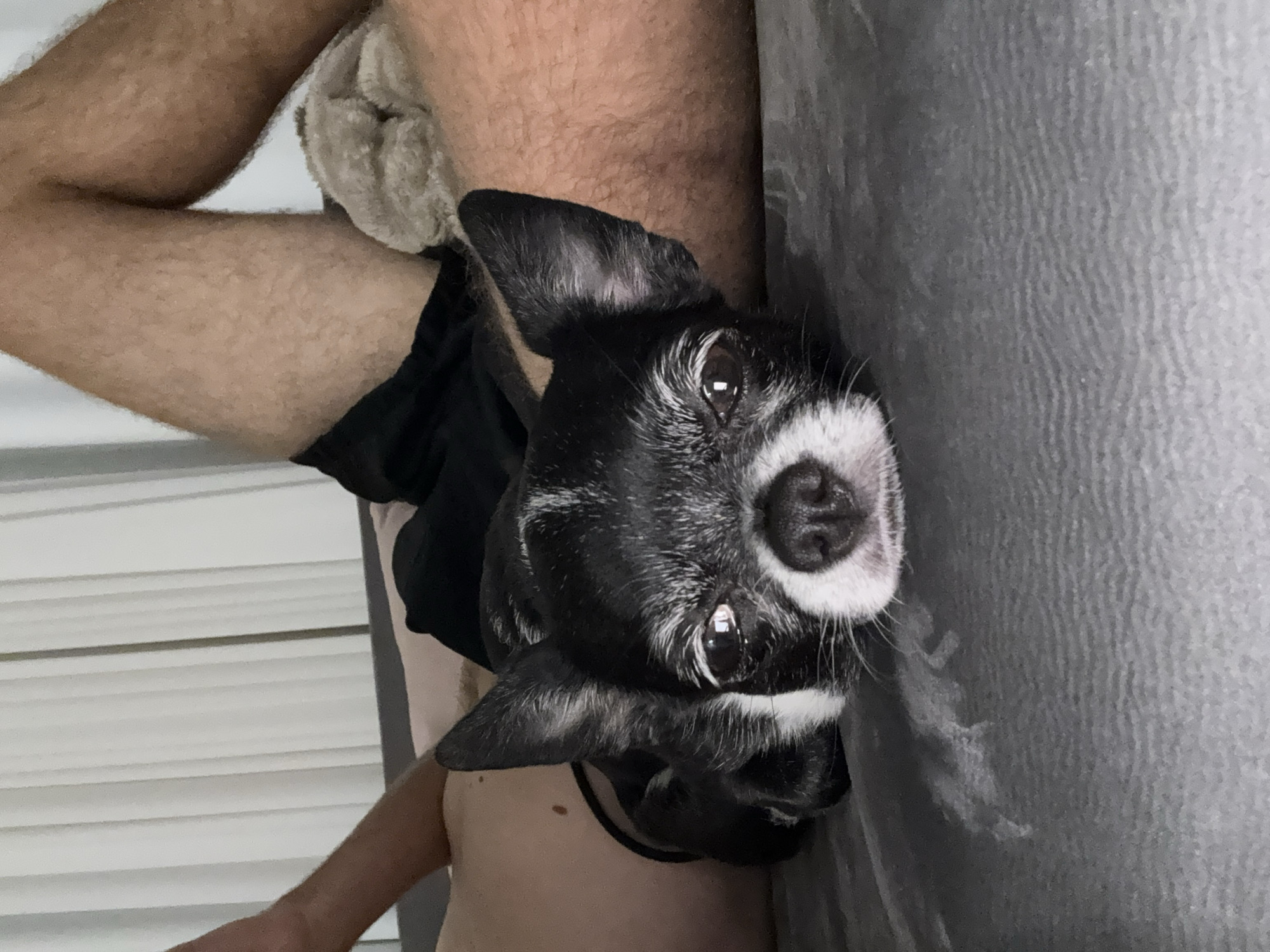 A small, predominantly black dog with white markings around its muzzle and eyes is positioned in the center of the frame. The dog is close to the camera, looking up with a soft gaze. The dog is next to a grey sofa. A person’s legs are visible in the background. The environment appears to be indoors. The location in Tel-Aviv, Israel is not discernible.