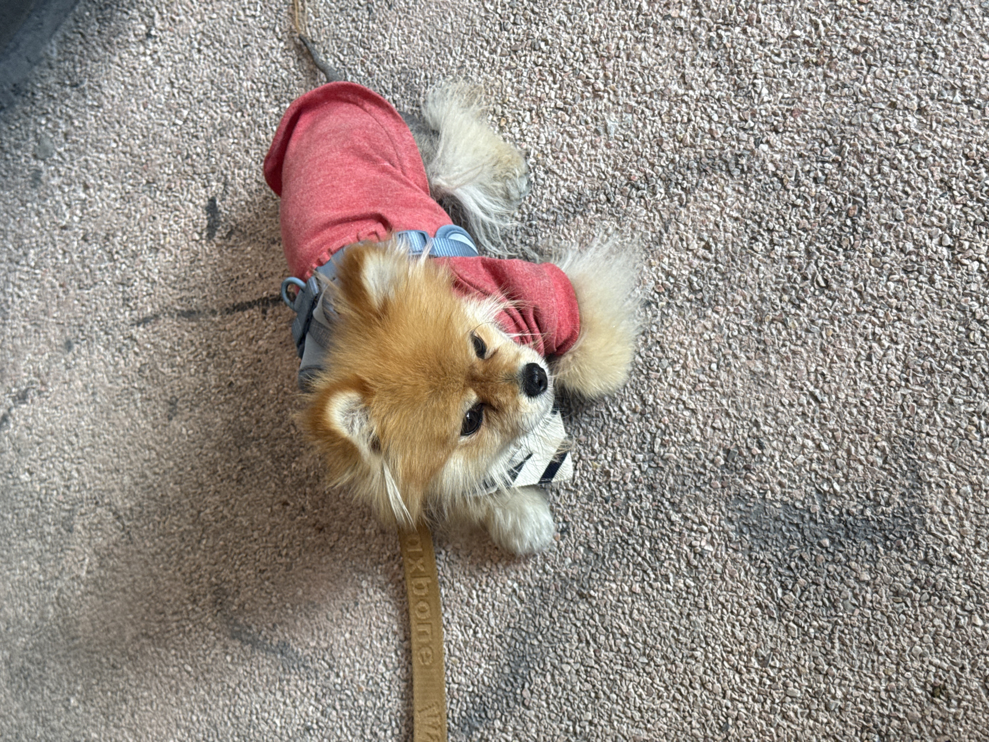 A fluffy, golden-brown Pomeranian dog wearing a red shirt with a light blue harness is lying on a light-colored, gravelly surface. The dog has a black and white patterned collar or bandana around its neck. A brown leash is attached to the collar, extending towards the bottom of the frame. The environment is outdoors. The exact location in San Bernardino Tlaxcalancingo, Mexico cannot be determined from the image.