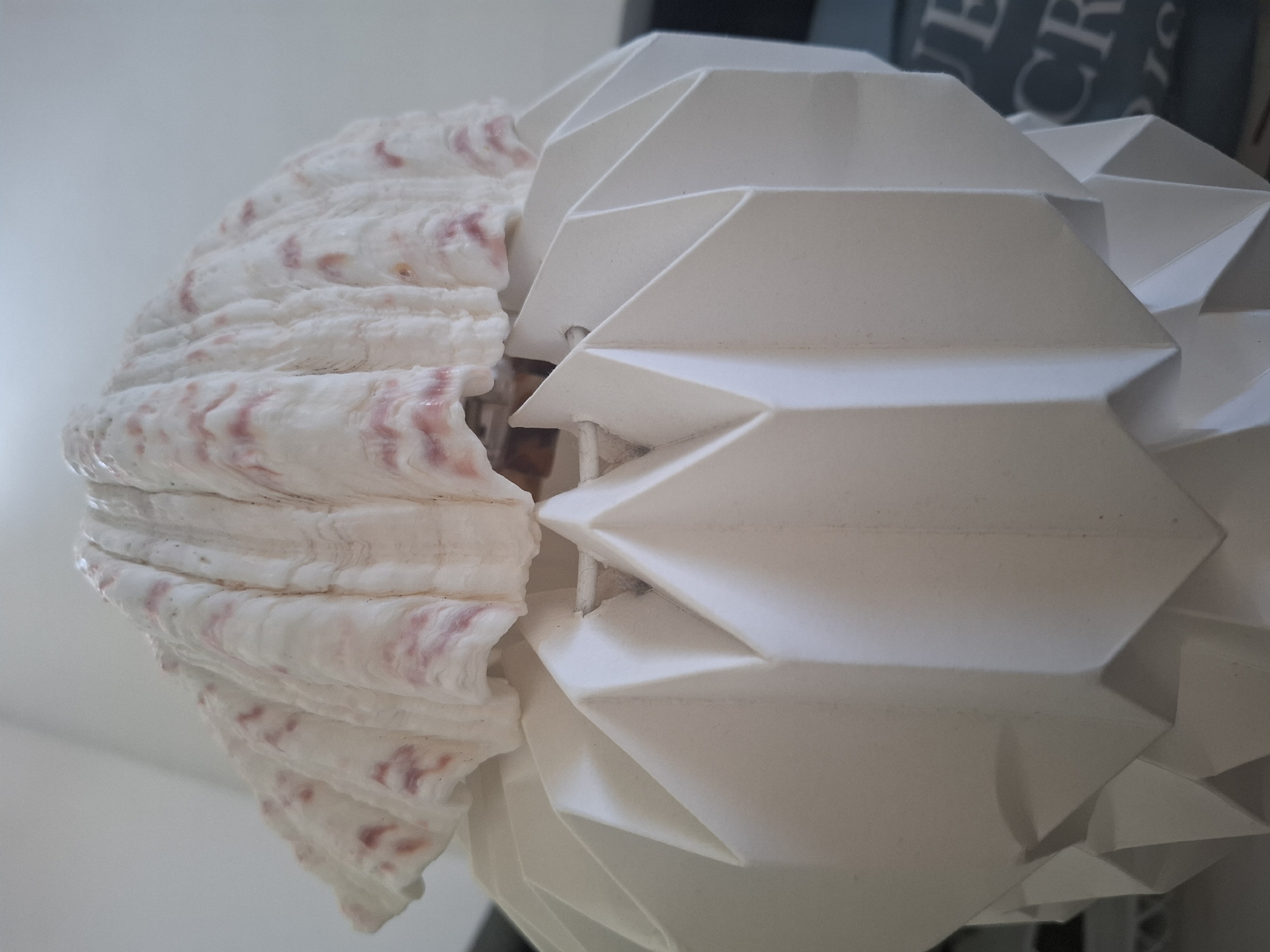 The image shows a close-up, eye-level shot of a decorative object that combines elements of a seashell and origami. The upper portion of the object is a large, textured seashell, predominantly white with delicate pink striations running along its ribbed surface. This seashell sits atop a white, geometric structure resembling origami. The origami portion is composed of sharp, folded planes that create a faceted, angular design. The lighting in the scene is soft, casting subtle shadows that highlight the textures and folds of the object. The background is out of focus, appearing to be a neutral-colored wall or surface, with a hint of a darker object with lettering visible on the right side. The object is stationary and appears to be an indoor decoration. There are no people, animals, or explicit actions depicted. The location is not identifiable as Montreuil, France based on the visual information provided.