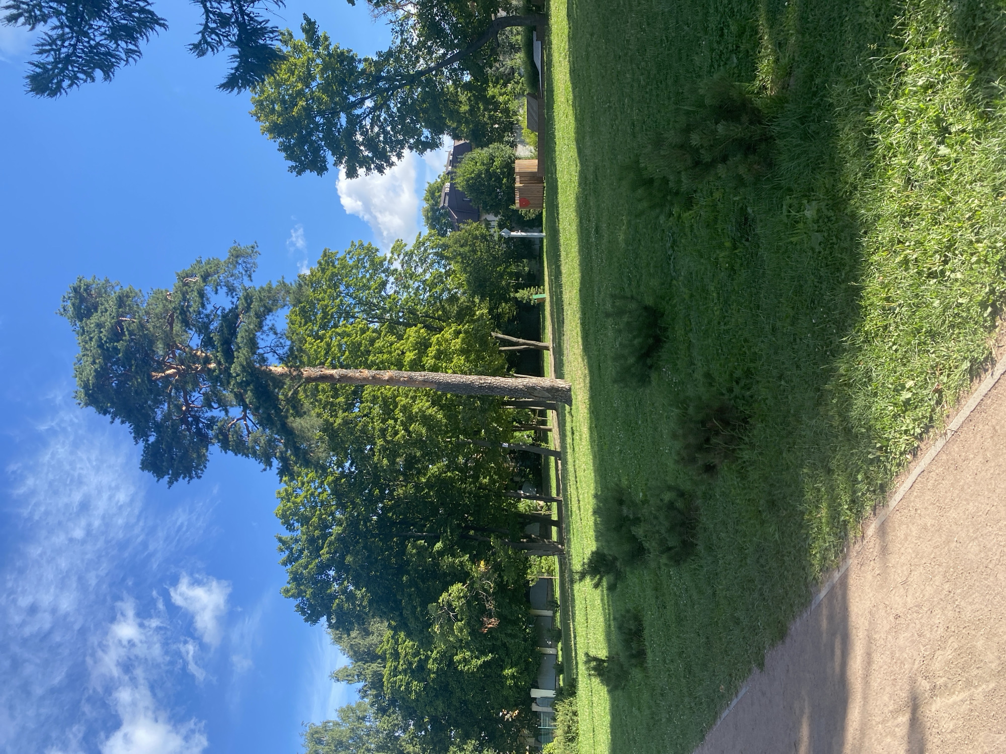 A tall pine tree stands prominently in a park on a sunny day. The sky is a vibrant blue with scattered wispy white clouds. Green grass covers the ground, with several small evergreen bushes dotted across it. A dirt path runs along the left side of the frame. In the background, a line of deciduous trees creates a lush green backdrop. Further back, a building with a brown roof and a light-colored facade is partially visible, surrounded by more trees. A low wooden fence and some playground-like structures are also present in the distance. The overall scene depicts a serene park environment, likely in Saint Petersburg, Russia, given the architectural style and vegetation.