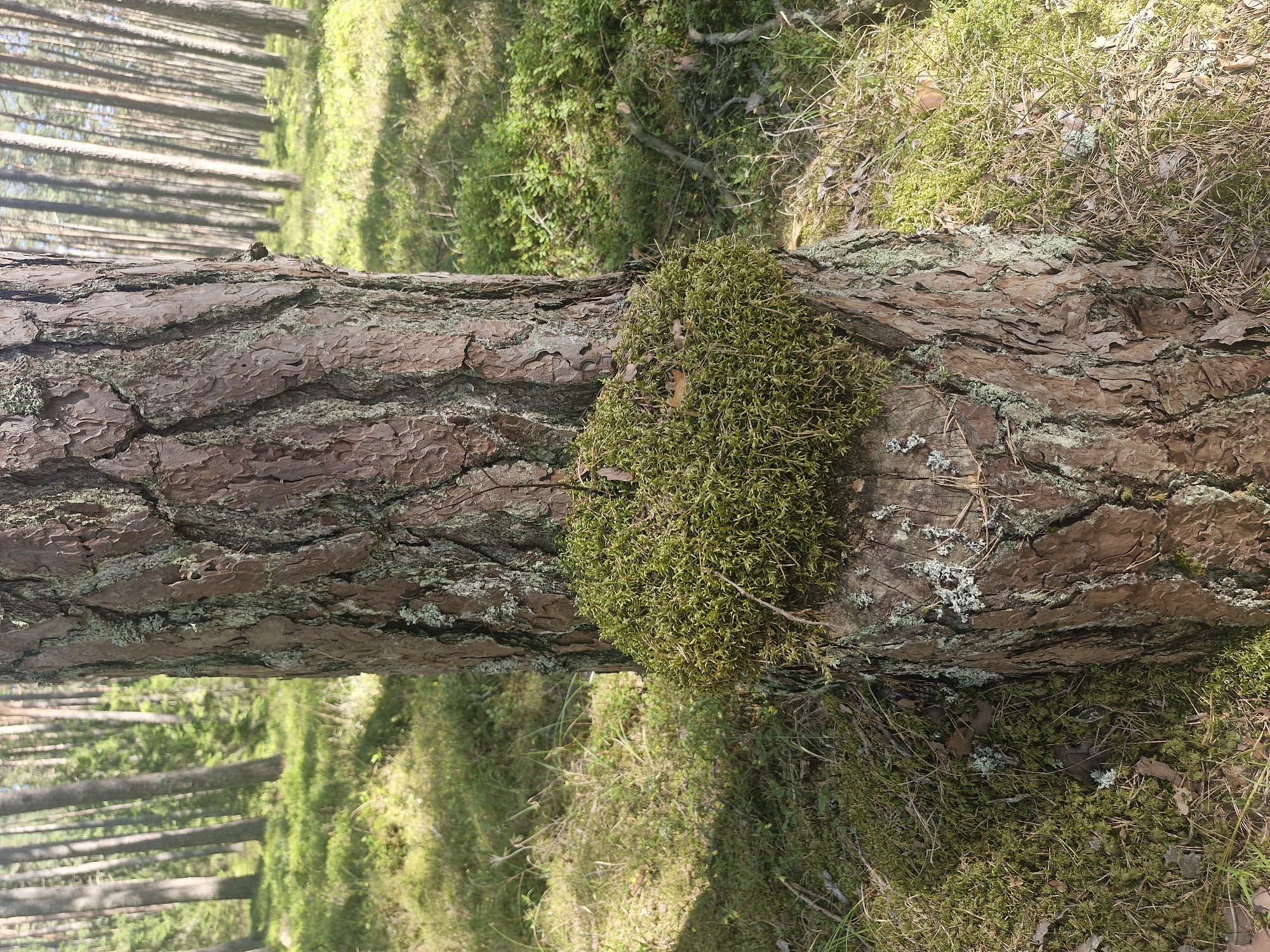 The image is a close-up, eye-level shot of a pine tree trunk covered in moss, set in a forest environment. The tree trunk, which is rough and textured, occupies the majority of the foreground. A thick patch of vibrant green moss is prominent on the trunk, creating a circular mound. The background shows a sun-dappled forest floor covered in moss, grass, and pine needles, with a dense stand of pine trees receding into the distance. The lighting suggests it is daytime with sunlight filtering through the trees. There are no people or animals visible in the image. The scene appears to be located in a forest in the vicinity of Mērsrags, Latvia, characterized by typical Baltic pine forest flora.