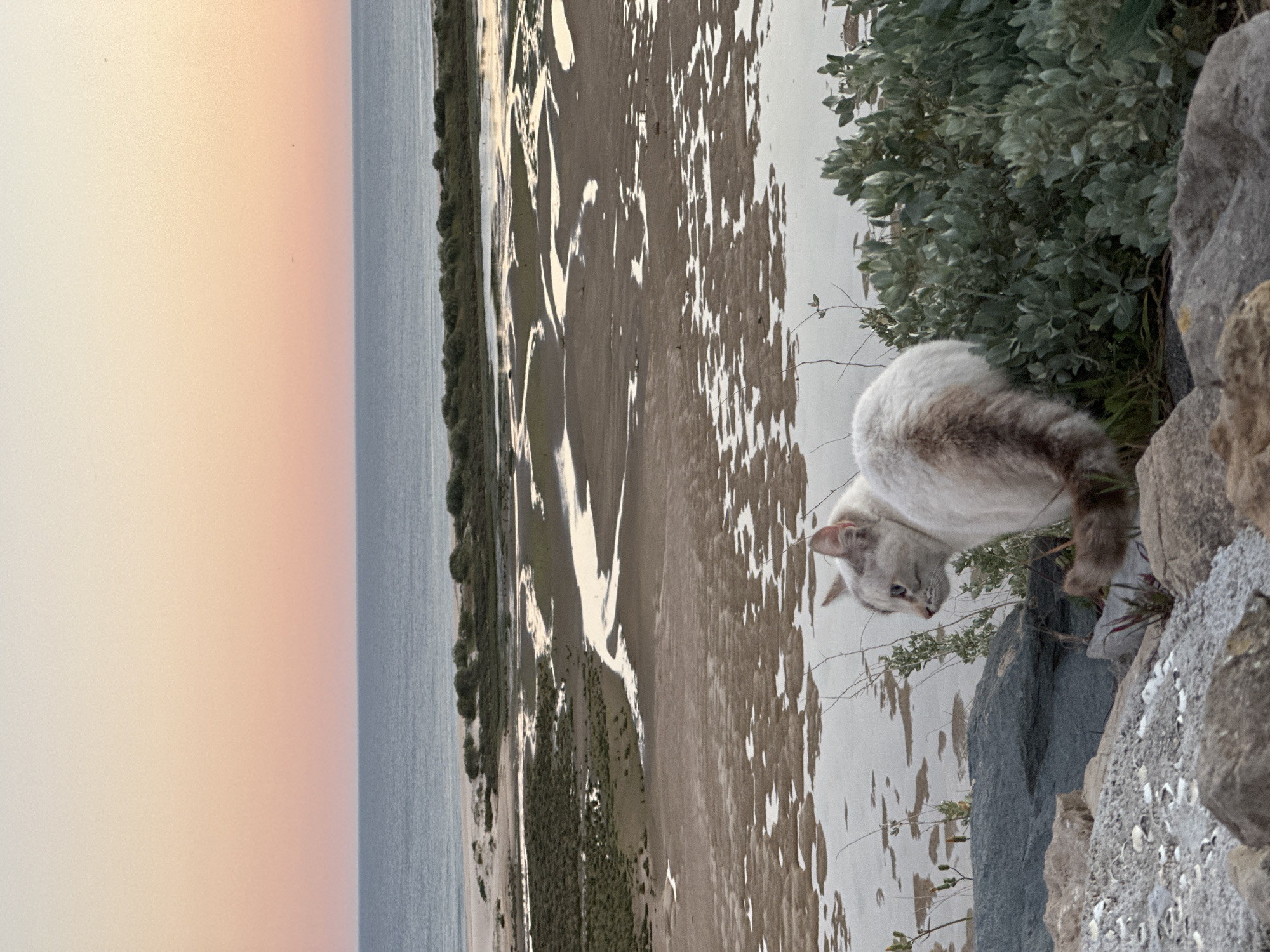 A cat is positioned on a rocky outcrop with vegetation overlooking a coastal scene. The sky, visible on the left side of the image, transitions from a light pinkish-orange to a greyish-blue, suggesting either sunrise or sunset. The landmass features an area of lighter, reflective patches, possibly indicating tidal flats or shallow water. A strip of green vegetation runs along the edge of the water. The location is Vila Real de Santo António, Portugal.