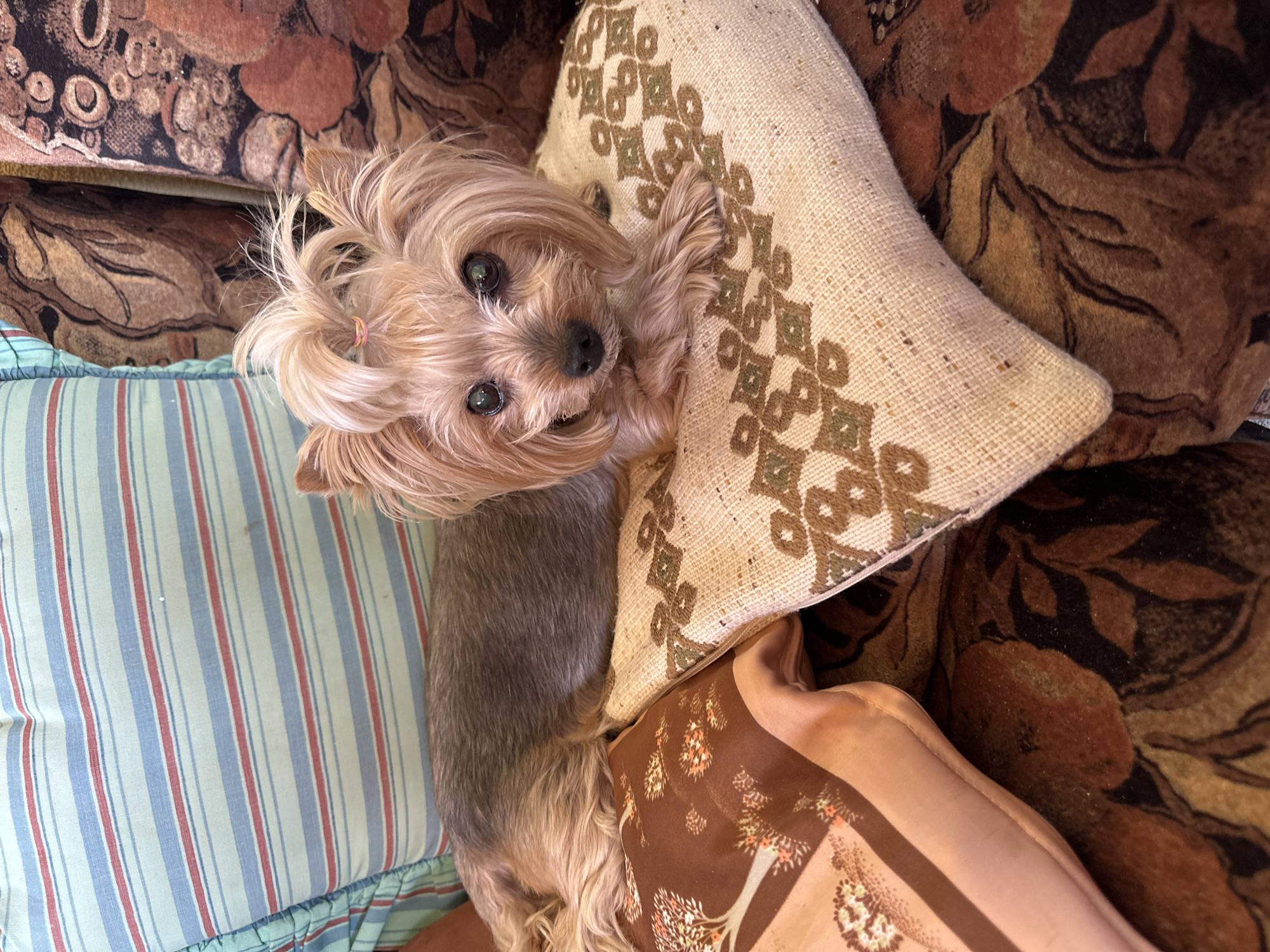 A small, long-haired tan and gray dog with its hair in a small ponytail lies on a pile of patterned throw pillows. One pillow has light blue, red, and white vertical stripes. Another is a tan-colored woven material with a dark brown diamond-shaped pattern. The top pillow has a dark brown floral pattern. The dog is looking up at the camera.