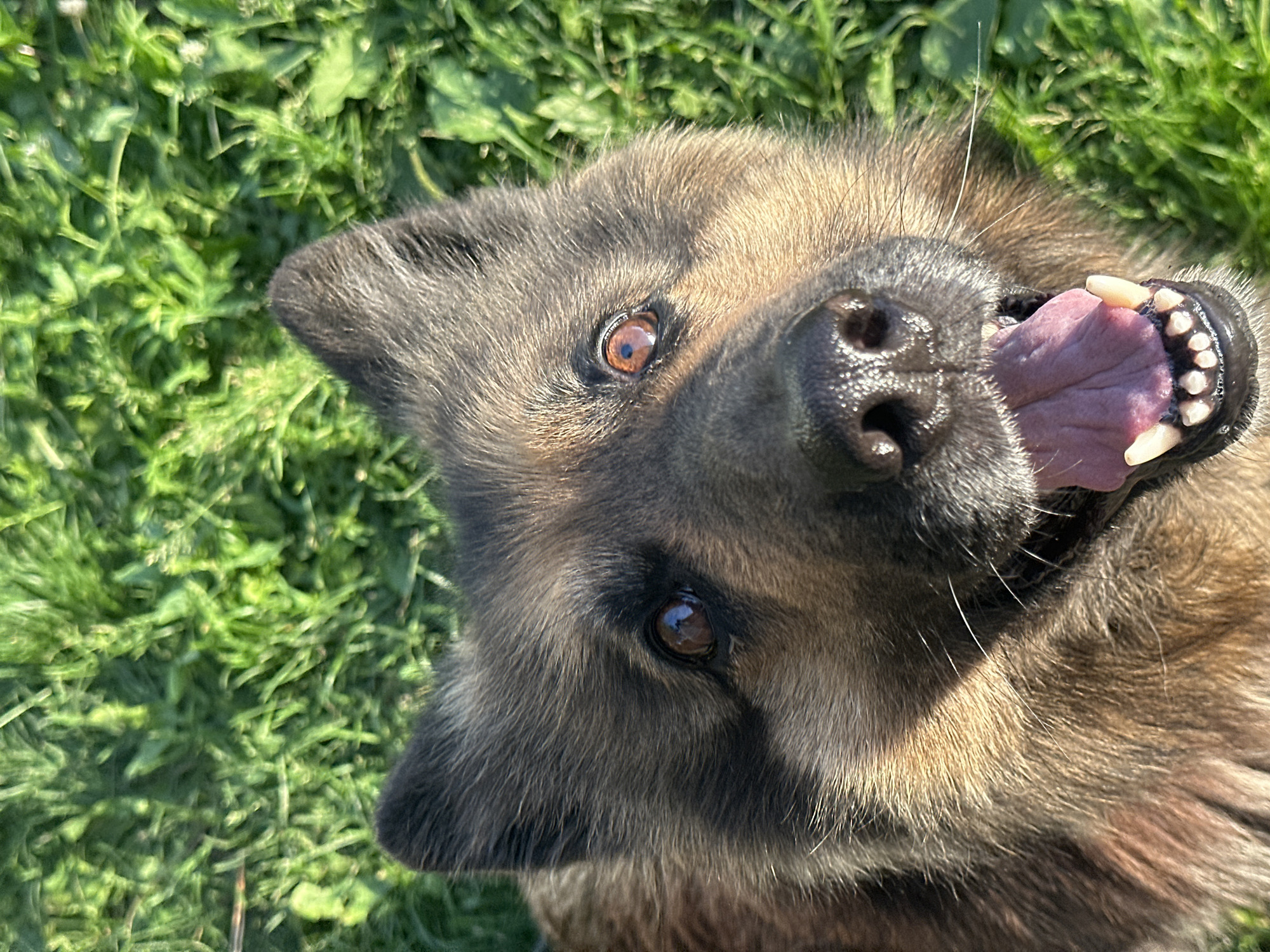 A German Shepherd dog is lying in green grass, looking up at the camera with its mouth open. The dog's fur is a mix of brown and black. The grass is lush and green, with some sunlight filtering through. The image appears to be taken from a low angle, looking up at the dog. There is no discernible location in the city of Chaikovsky, Russia.