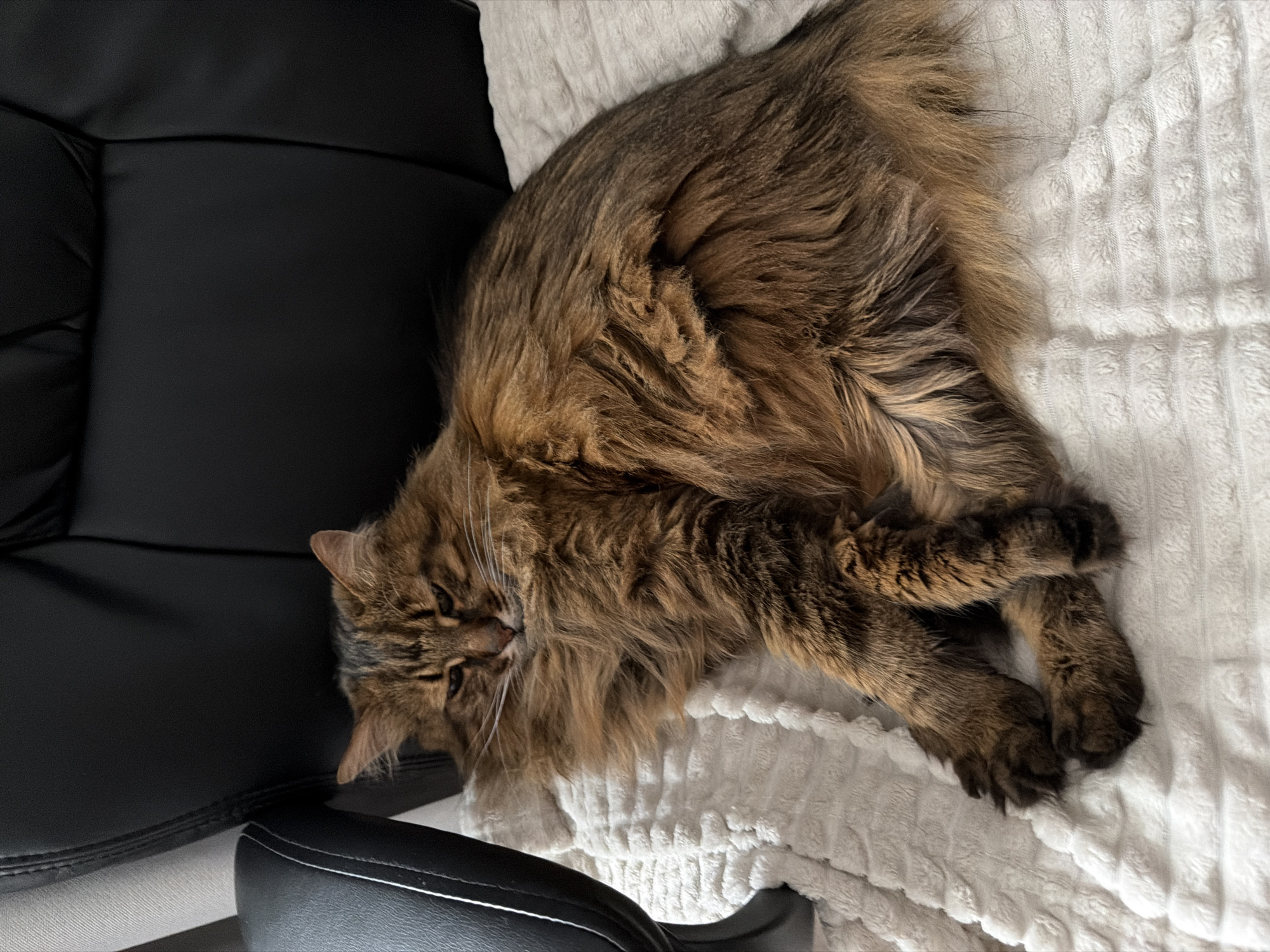 A long-haired tabby cat with brown and black fur is resting on a white textured blanket, which is placed on a black leather office chair. The cat is lying on its side, with its front paws crossed and its head resting on its forelegs. Its eyes are partially closed, and it appears to be relaxed. The background shows the back of the office chair and a hint of a wall. This scene is likely taking place in a domestic indoor environment within the city of Kyiv, Ukraine.