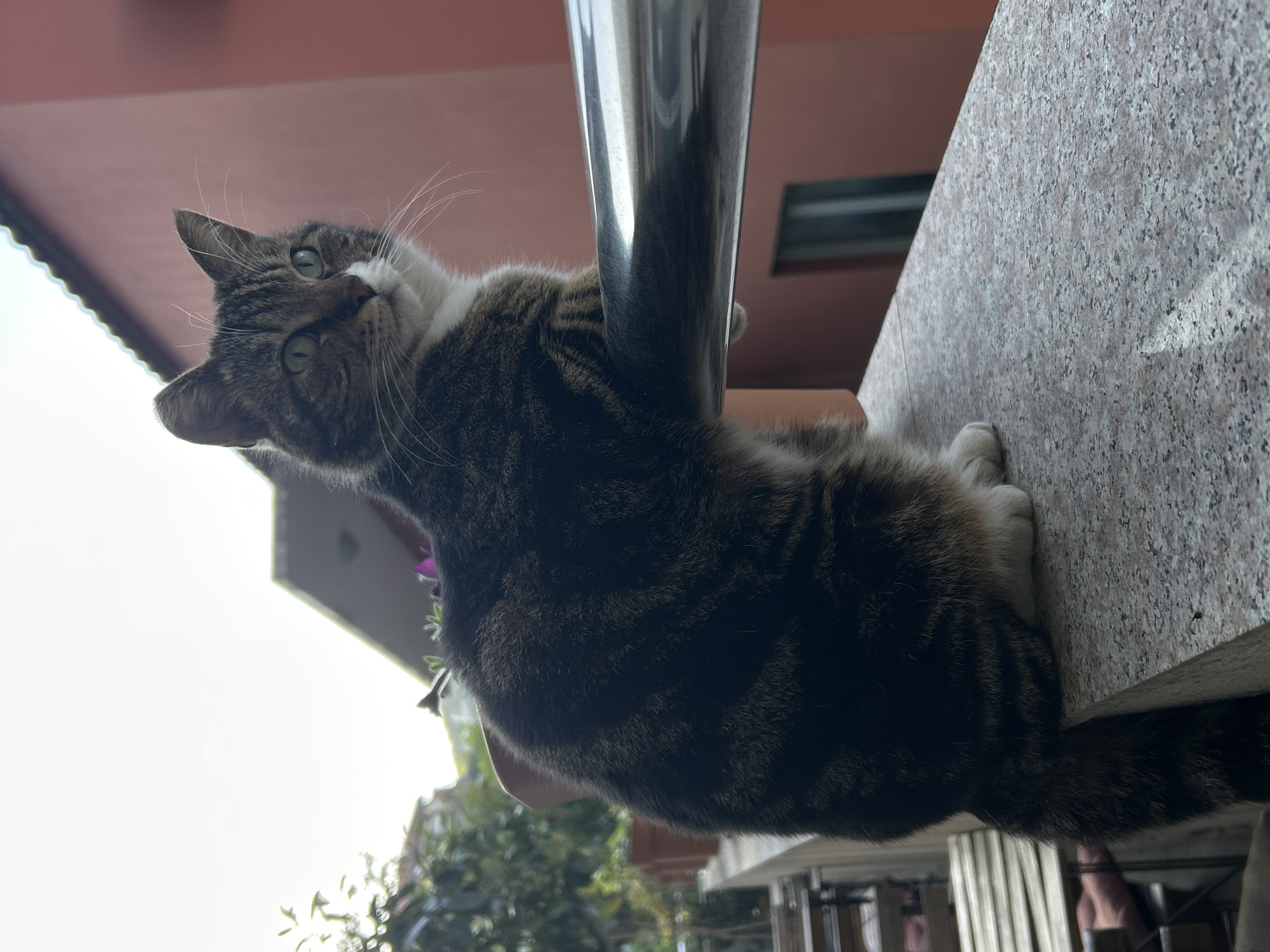 A tabby cat is perched on a granite ledge outside a building in Budva, Montenegro. The cat is holding onto a metal pole for support and looking upwards. The background includes parts of buildings with a red facade, a glimpse of a window, and greenery. Sunlight is visible. A portion of what looks like a terrace with furniture can be seen beneath the ledge.