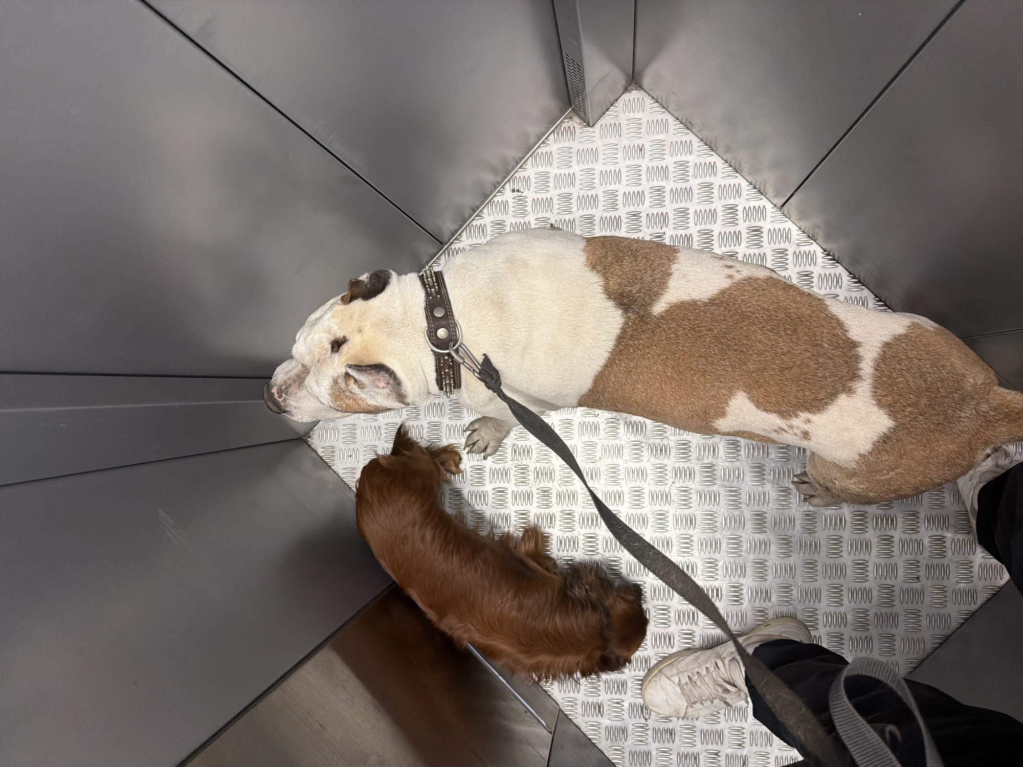 Here is a description of the image:
The image depicts two dogs lying on a patterned metal floor inside an elevator. The elevator's walls are metal. One dog is a large, white and brown American Bulldog wearing a spiked collar. The second dog is a smaller, brown long-haired Dachshund. A black leash connects both dogs to a person wearing white sneakers and black pants standing in the corner of the elevator. The image is taken from an overhead perspective. The location and city of Krasnoyarsk, Russia, cannot be determined from the information in the image.
