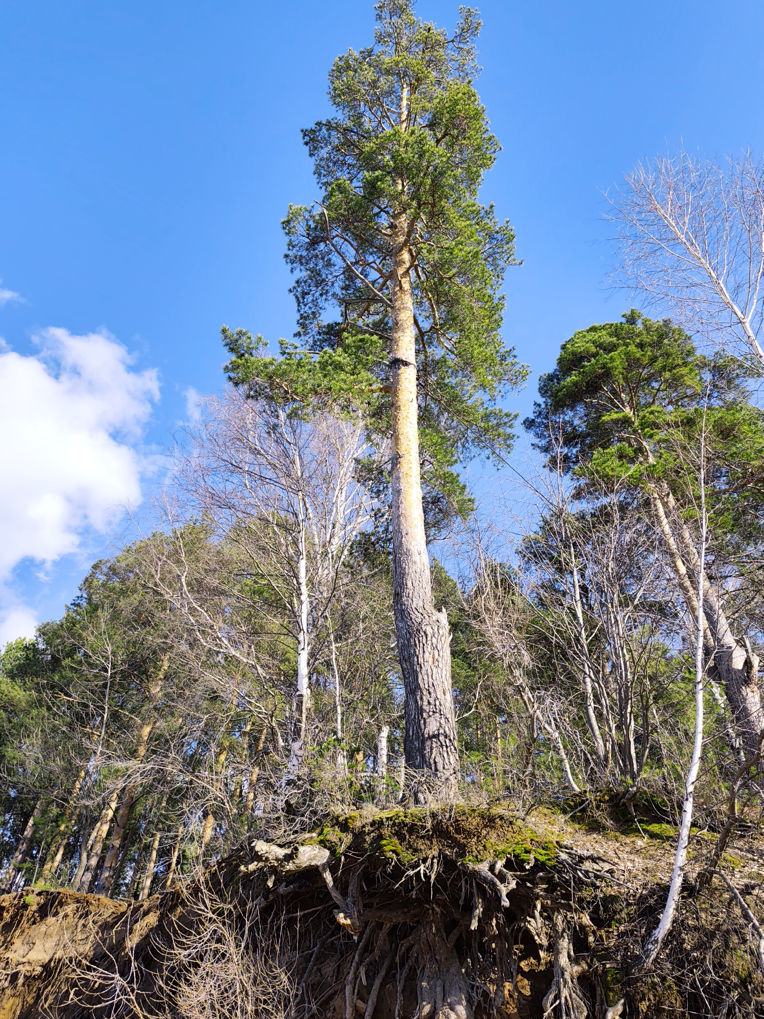 The image depicts a mixed forest environment in the city of Chaikovsky, Russia. In the foreground, tree roots are exposed from an embankment. The main subject is a tall pine tree with green foliage in its upper portion, contrasting with the paler color of its trunk. Several other trees, including deciduous species, surround the pine. Some deciduous trees are bare, with visible branches against the bright blue sky containing scattered clouds. The overall scene suggests a natural landscape with a mix of tree types and a clear sky.