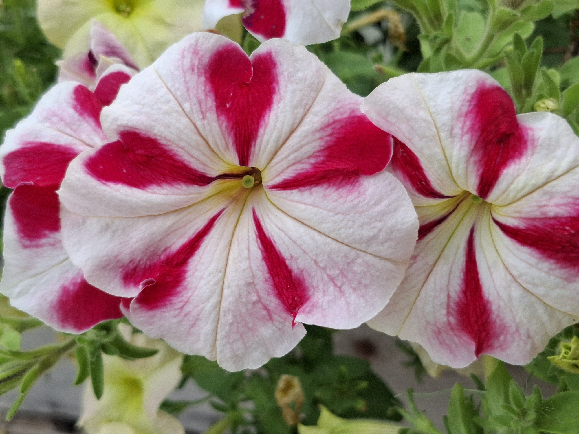 The image shows a close-up view of two white petunias with bright pink stripes. The flowers are in full bloom, with their petals spread open. The background is a blur of green foliage and other flowers, suggesting a garden setting. The overall impression is one of natural beauty and vibrant color. There is no information in the image that would allow for the identification of its location within the city of Амзя, Russia.