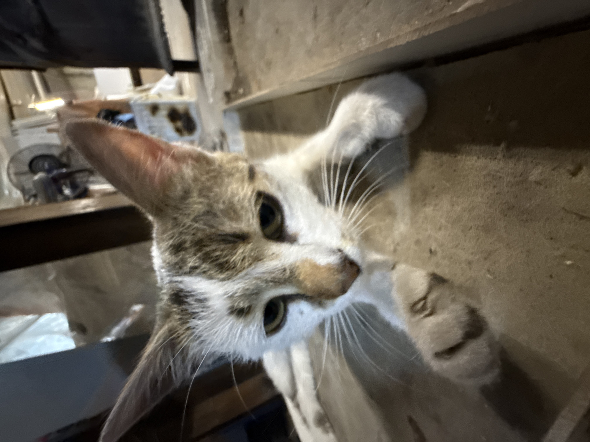An upward-angled, close-up photograph captures a domestic short-haired cat with tabby and white markings, located in Plovdiv, Bulgaria. The cat is the central and dominant subject, looking directly into the camera with bright green-yellow eyes and long white whiskers. Its fur is a mix of brown, grey, and white patches, particularly on its face and ears.
The cat's head is slightly tilted, conveying a sense of curiosity or attentiveness. Its front left paw is raised and resting against a dark, undefined surface that runs horizontally across the top right of the frame, suggesting the cat might be peeking over or reaching up. Another white paw is visible towards the bottom right.
The background is out of focus but reveals an indoor setting. On the left side, parts of a white electric stand fan are visible. Further back, there are various indeterminate objects, possibly containers or storage items, indicating a somewhat utilitarian or cluttered environment. The lighting is dim, suggesting an interior space without abundant natural light. No specific time of day can be determined from the lighting, and there is no visible text in the image.