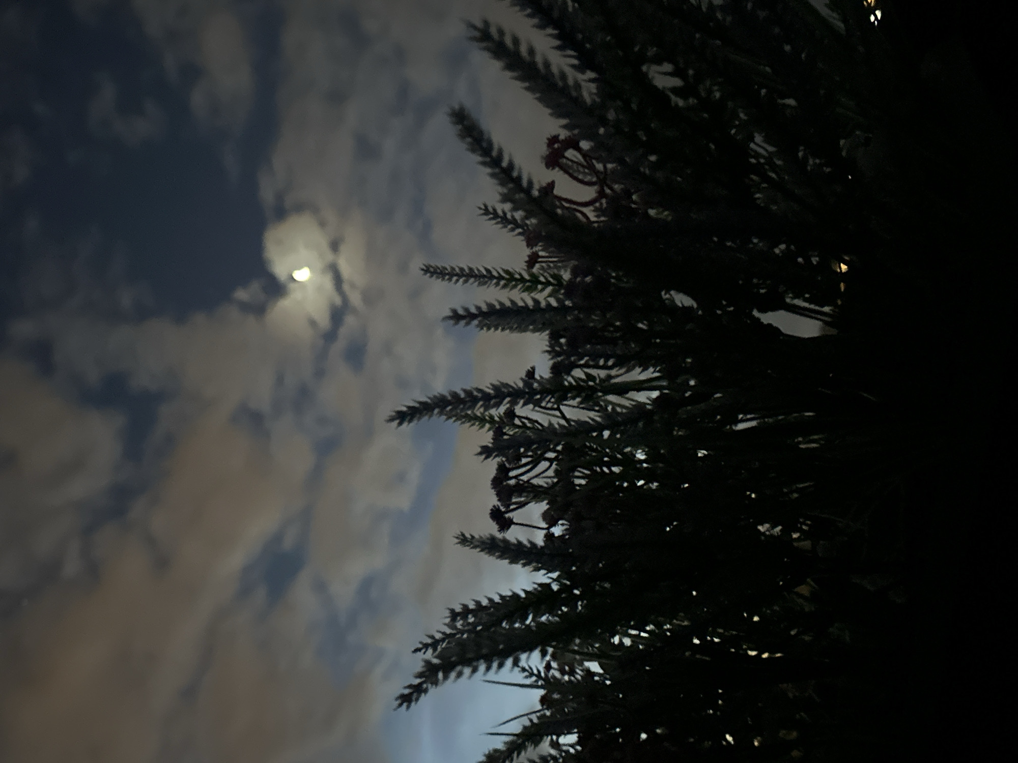 A crescent moon is visible in a cloudy night sky, partially obscured by wispy, light-colored clouds against a dark blue sky. Below the sky, the silhouettes of dark green foliage and plants are prominent, with some hints of red flowers within the darker masses. The foreground is almost entirely black, suggesting deep shadow. The image appears to be taken outdoors at night. There is no indication of the specific location within Tallinn, Estonia, or any people, actions, or interactions.
