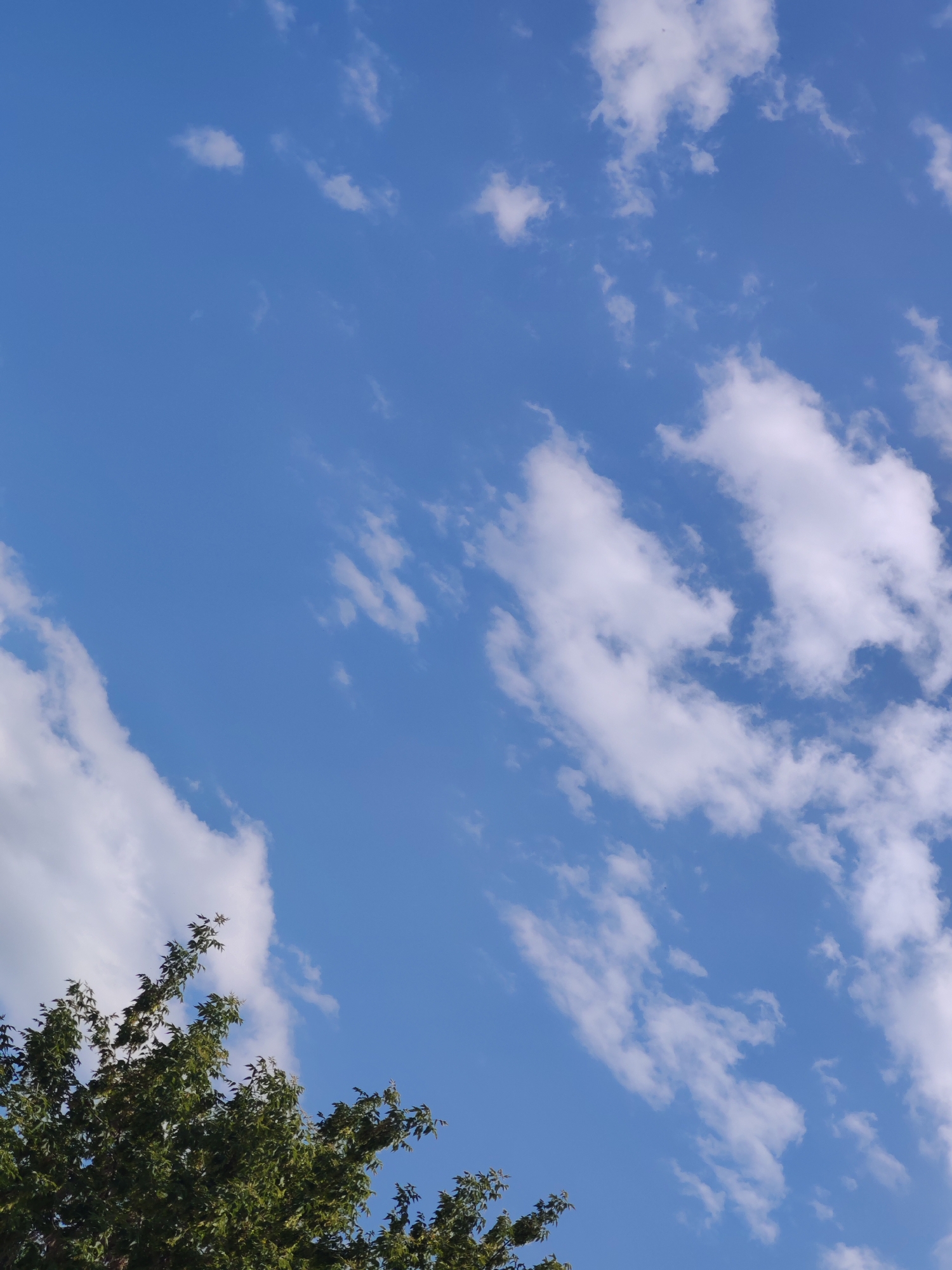 A clear blue sky is dotted with scattered white clouds. In the lower left corner of the frame, the dark green foliage of a tree extends upwards into the sky. The image appears to be a candid outdoor photograph taken on a sunny day. No specific landmarks or geographical features of Первомайский, Russia, are visible in the image.