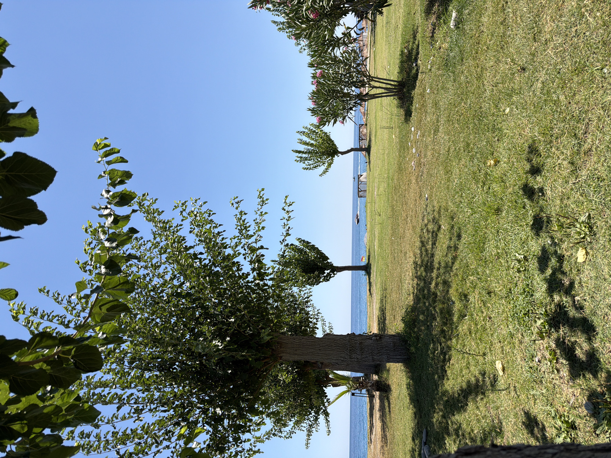 The image depicts a grassy area with several trees, a body of water, and a clear blue sky. In the foreground, a large tree with a thick trunk and dense foliage stands on the left, casting a shadow on the meticulously manicured green grass. To the right of this tree, a smaller palm tree is visible. Further into the scene, two more trees of similar size and shape are sparsely planted on the lawn. Beyond the trees, the calm blue sea stretches to the horizon. A distant boat is visible on the water. On the right side of the image, a bush with pink flowers is in bloom. The environment suggests a park or a recreational area, possibly near a beach, in Kemer, Turkey. The lighting indicates a sunny day with bright daylight. There are no people or animals prominently featured in the image.