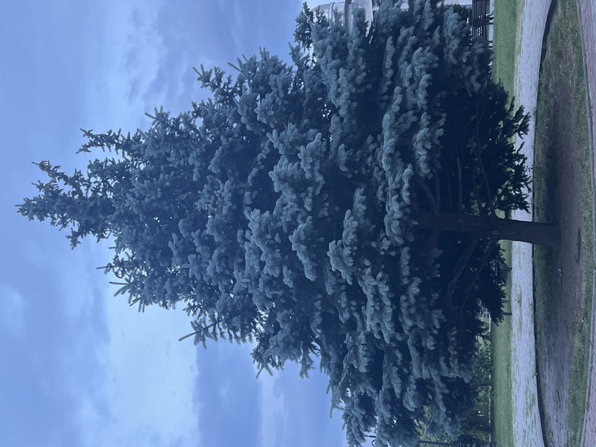 An outdoor, medium-shot photograph captures a large, mature blue spruce tree against a backdrop of an overcast, cloudy sky. The tree is full and dense, with its characteristic blue-green needles creating a rich texture. The base of the tree is surrounded by a circular paved area, which is bordered by grass and a pathway. In the background, to the right of the tree, a light-colored building with a domed roof is partially visible. Further in the background, a park bench can be seen on the grass. The overall scene suggests a public park or urban green space.