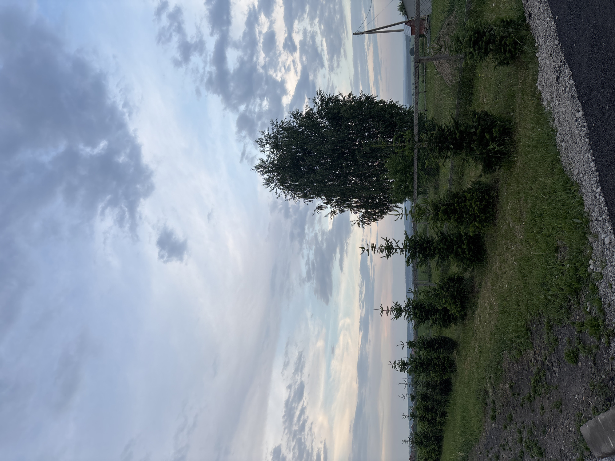 This image depicts an outdoor scene, likely in or near Vishnevka, Russia, under a cloudy sky. In the foreground, a gravel and asphalt path runs along the bottom right of the frame. To the left of the path, a grassy area is visible, bordered by a row of small evergreen trees. Further into the background, a large, leafy tree stands prominently. Beyond the trees and the field, a fence can be seen, and in the distance, a rolling landscape with some structures is visible. The overall impression is one of a rural or semi-rural environment, possibly a park or residential area, with a focus on the natural elements of trees, grass, and sky.