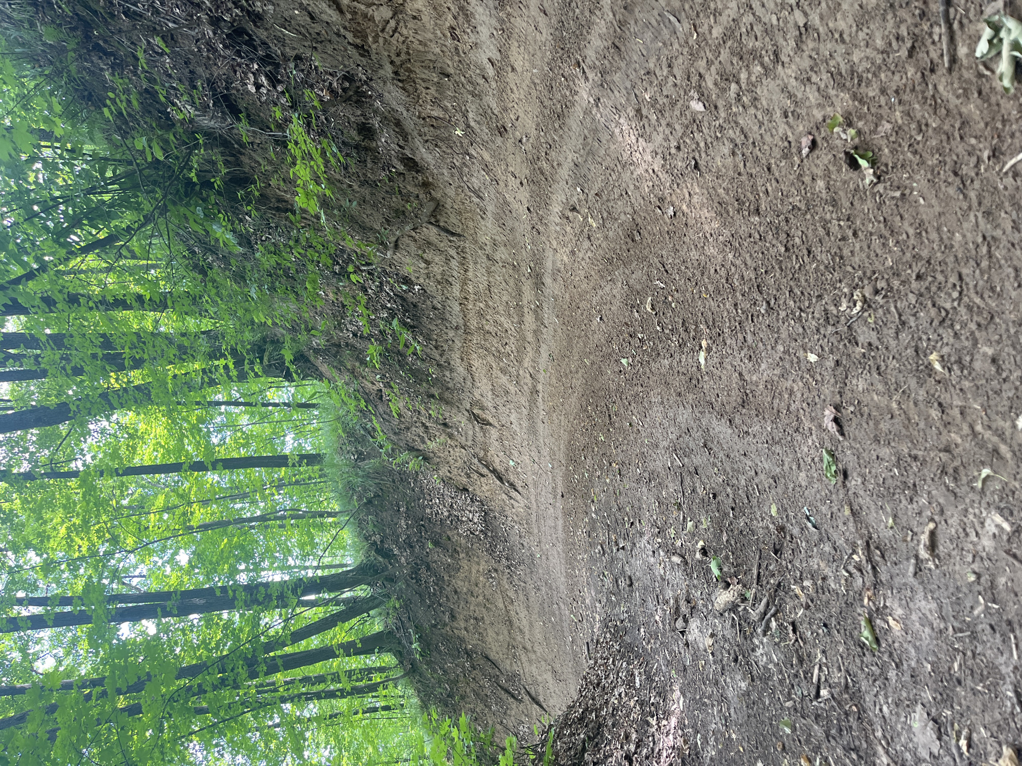 The image depicts a dirt path winding through a forest in Vasilyevo, Russia. The path is eroded, showing distinct layers of soil on the embankment. Trees with green foliage line the path and the embankment. The ground is covered with dirt, leaves, and small sticks. Sunlight filters through the trees, creating patches of light and shadow on the path. There are no people or animals visible in the image. The scene suggests a natural, outdoor environment, possibly a hiking or biking trail.