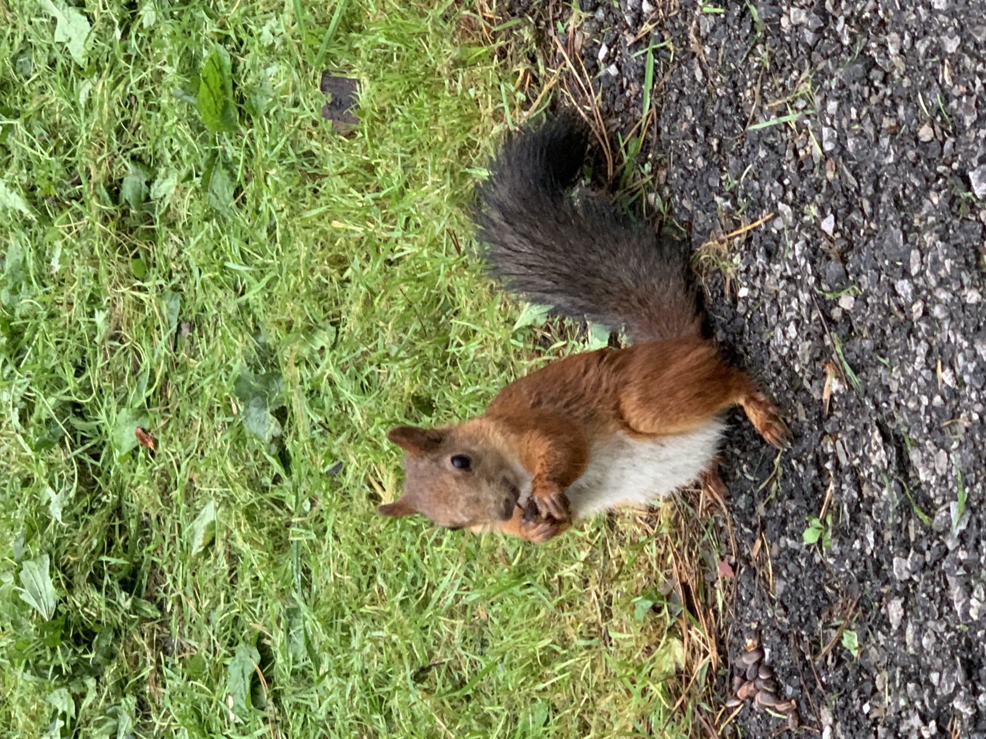 A reddish-brown squirrel with a white underside is captured in a medium shot, sitting on a dark, gravelly surface. The squirrel is facing the camera, holding a dark object, likely food, in its paws and appearing to eat it. Its tail, bushy and dark gray, is curled behind it. The background consists of a patch of green grass with some scattered leaves and dry vegetation. There is no indication of the specific location in Prokopyevsk, Russia.