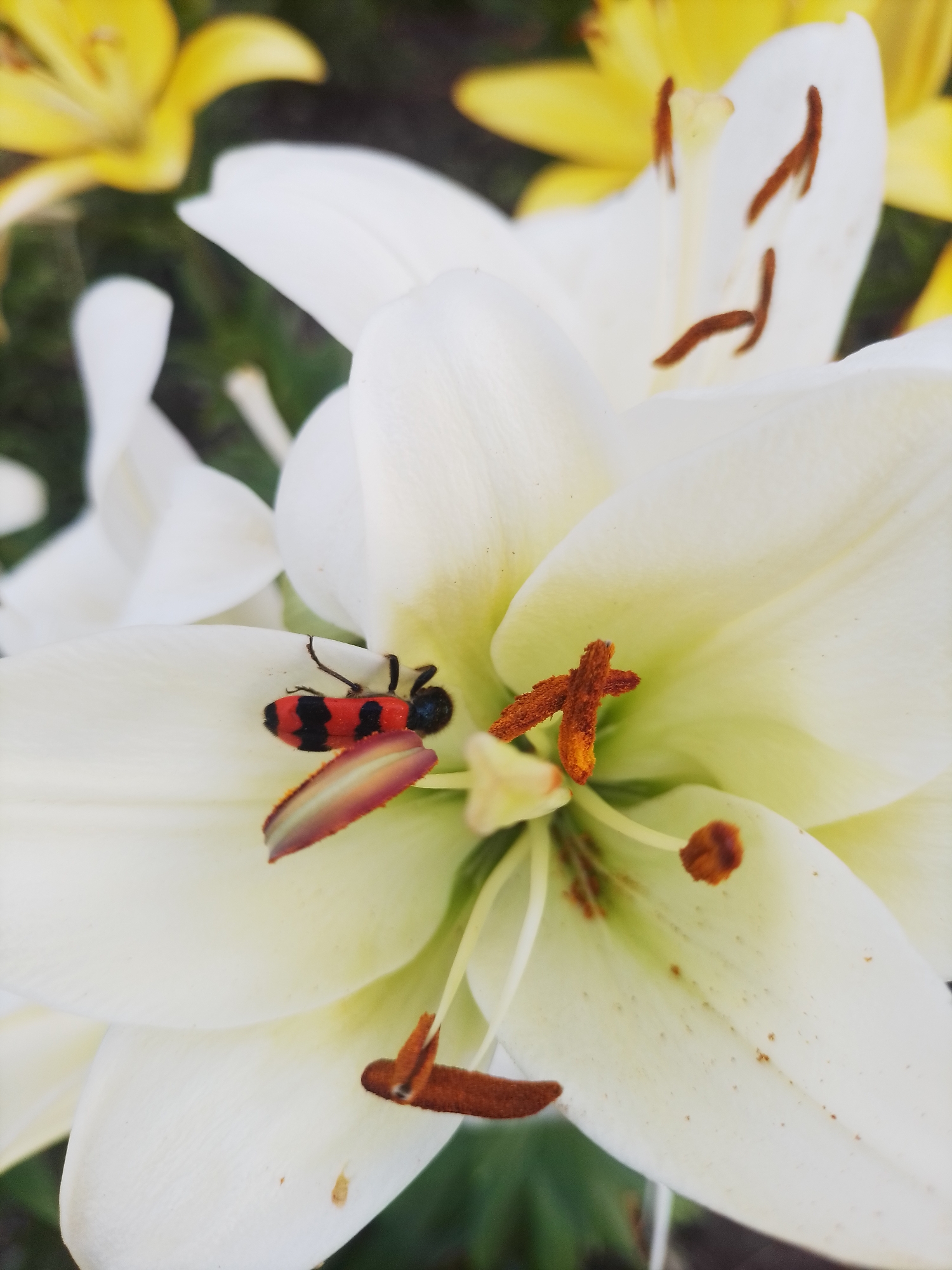 A close-up, eye-level, outdoor, vertical shot captures a single, white lily flower in full bloom with a small, red and black beetle resting on its petals. The beetle is positioned on the lower left petal of the lily, with its body oriented diagonally across the petal. The beetle has a segmented body, black antennae, and appears to be feeding. The lily's petals are a pristine white with hints of yellow towards the center. The stamens, with their brown anthers, are visible within the flower's core. In the blurred background, hints of yellow lily flowers and green foliage suggest a garden setting. The image was taken in Ustyvytsia, Ukraine.