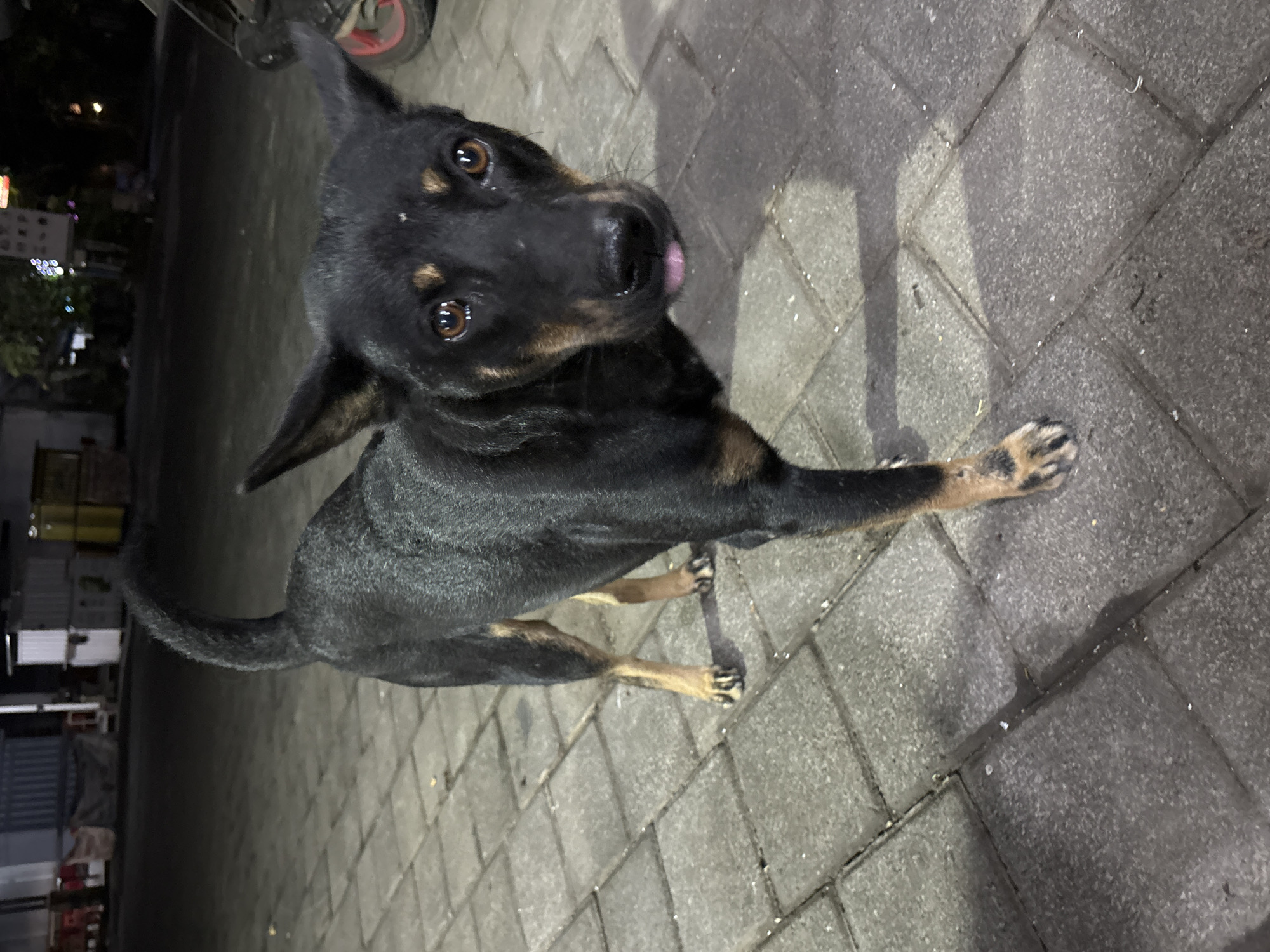 A medium-sized, short-haired black and tan dog stands on a paved area at night in Kuta Selatan, Indonesia. The dog is facing the camera, with its head tilted slightly and its tongue sticking out. The paved area appears to be a walkway or street, with rectangular stone pavers. In the background, there are buildings and streetlights, suggesting an urban or semi-urban environment. The overall lighting indicates it is nighttime. The dog's fur is mostly black, with tan markings on its face, legs, and chest. Its ears are pointed upwards, and its eyes are a warm brown color. A red wheel, likely from a motorcycle or scooter, is visible on the far right side of the image. The scene is likely outdoors, possibly on a street or sidewalk.