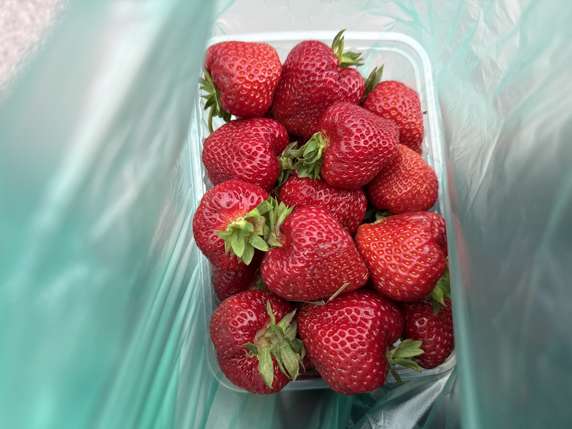 This is a close-up, overhead shot of a clear plastic container filled with ripe strawberries. The strawberries are a vibrant red, with their characteristic small seeds visible on the surface. Some of the strawberries are heart-shaped, while others are more uniformly conical. Green stems and leaves are attached to many of the fruits, adding a touch of freshness to the scene.
The container of strawberries is partially enclosed by a crinkled, translucent plastic bag, which appears to be a light teal or mint green color. This bag creates a blurred background with diagonal shadows and highlights, suggesting diffused lighting. The overall impression is one of abundance and natural goodness. The image seems to have been taken outdoors, possibly at a market or during a harvest, given the casual presentation and the crinkled bag which might be used for carrying produce. There is no visible text in the image.