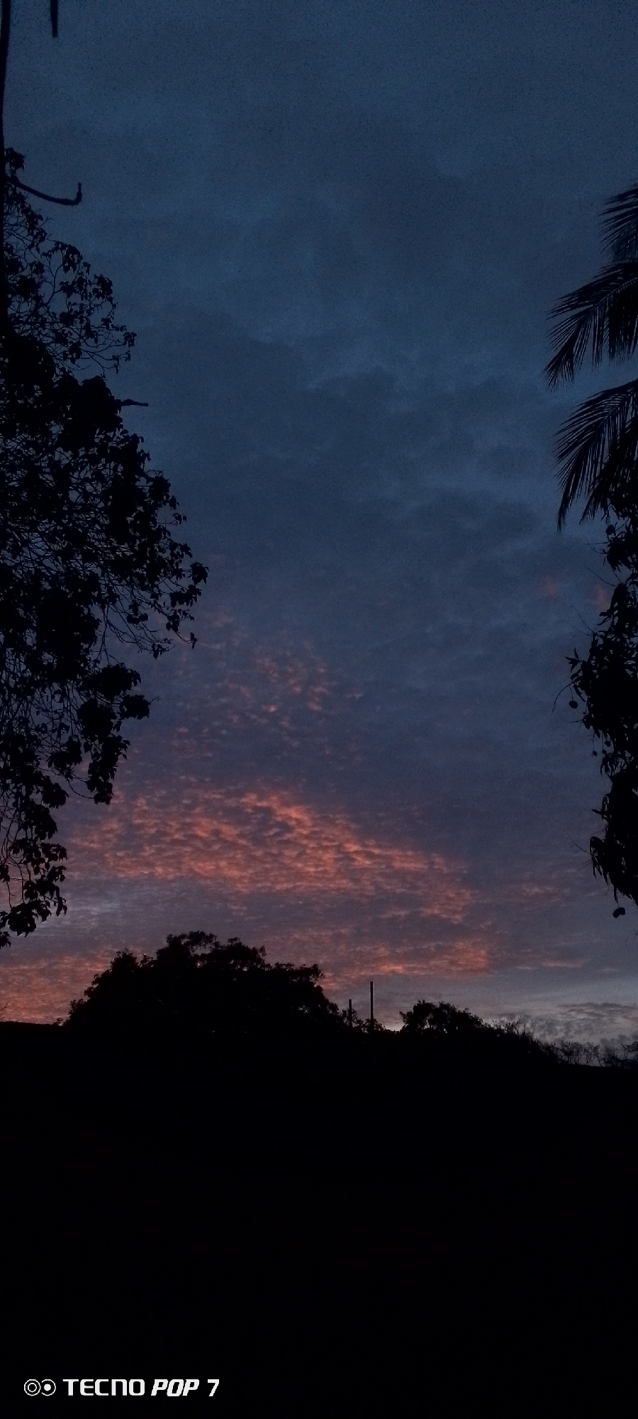 The image depicts a twilight landscape, likely at dawn or dusk, observed from within or on the outskirts of the city of Altagracia, Venezuela. The upper two-thirds of the vertical frame are dominated by the sky, which exhibits a gradient from deep indigo-grey at the zenith to a lighter, more vibrant hue in the mid-section. Horizontal bands of altocumulus or cirrocumulus clouds are illuminated from below, displaying distinct patterns of orange and reddish-pink hues against a darker backdrop, indicating indirect sunlight near or below the horizon. The lower third of the image consists of a continuous, dark silhouette of a dense tree line and assorted foliage. Large, dark masses of tree branches and leaves frame the sky on both the left and right margins of the image, including identifiable palm fronds on the upper right. The vegetation is completely underexposed, appearing as solid black shapes without internal detail. A faint, slender vertical object, possibly a utility pole or antenna, is barely discernible as a dark line rising above the main tree line towards the right. No human figures or overt human activity are present. The lighting conditions are characteristic of backlighting, emphasizing the silhouettes of the foreground elements against the colored sky. A "TECNO POP 7" watermark is present in the lower left corner.