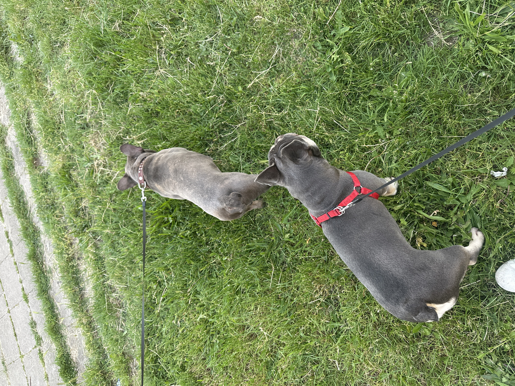 The image shows two gray French Bulldogs on leashes in a grassy area, possibly a park, adjacent to a paved path. The environment is bright, suggesting daytime, with green grass dominating the foreground. One dog is wearing a red harness, while the other has a brown collar. Both dogs are facing away from the camera, with the red-harnessed dog closer to the right edge of the frame. A white object, possibly a shoe, is visible near the right edge. The location appears to be urban due to the paved path.