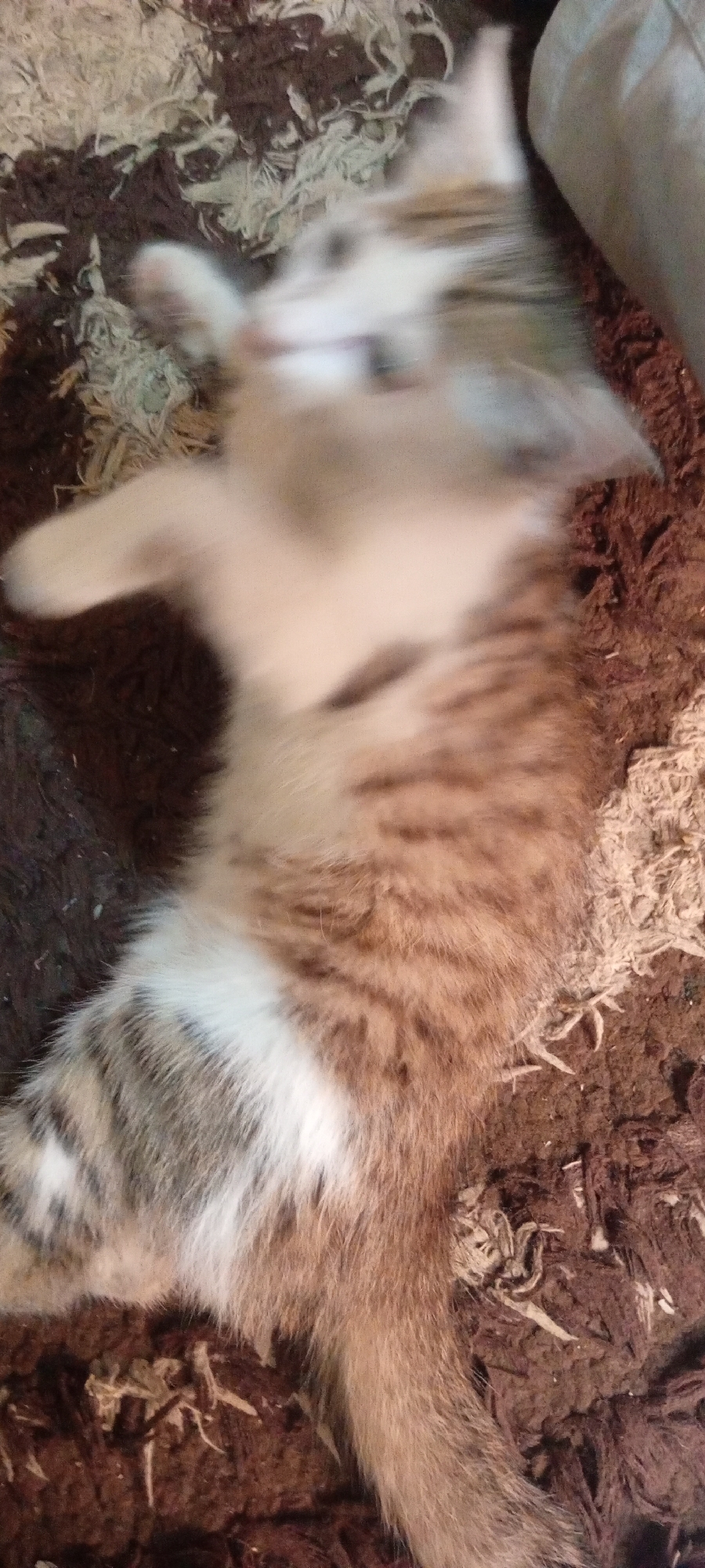 A blurred image depicts a light brown tabby cat lying on its back on a brown and beige shag rug. The cat's body is oriented vertically in the frame, with its head at the top and tail at the bottom. The image is blurry, likely due to motion. Location in Gama, Nigeria is not discernible from the image.