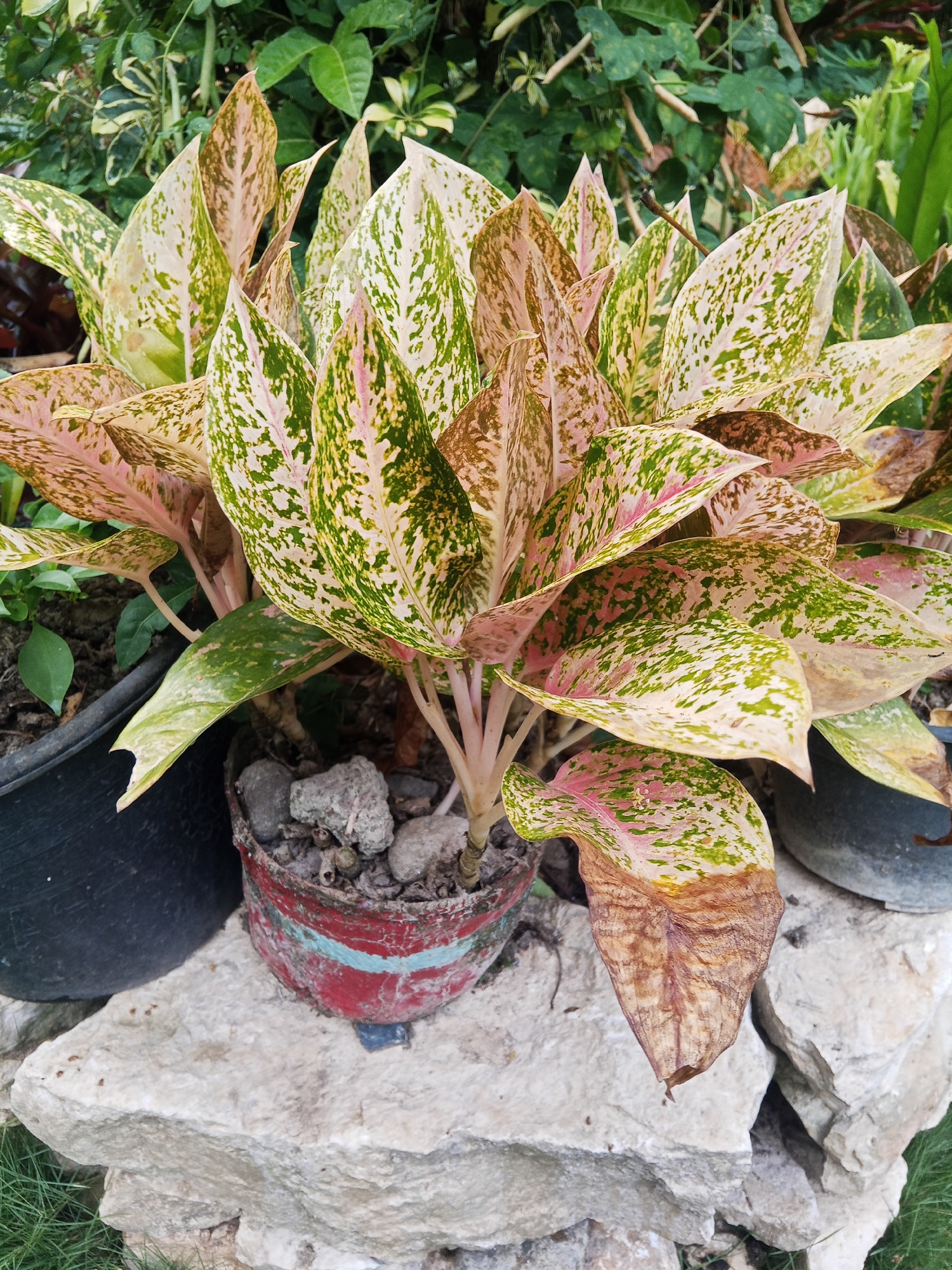The image shows a potted Aglaonema plant, commonly known as Chinese Evergreen, with striking variegated leaves featuring shades of pink, green, and cream. The plant is positioned in an outdoor setting, resting on a cluster of rough, light-colored rocks. Behind the plant, lush green foliage suggests a garden environment. To the left, a black plastic pot is partially visible, and to the right, another plant in a red and blue painted pot is evident, containing several grey rocks. One of the plant's leaves shows signs of browning and wilting. The scene is set against a natural, unmanicured backdrop. The image does not provide any specific clues or context to suggest a location within the city of Makale, Indonesia.