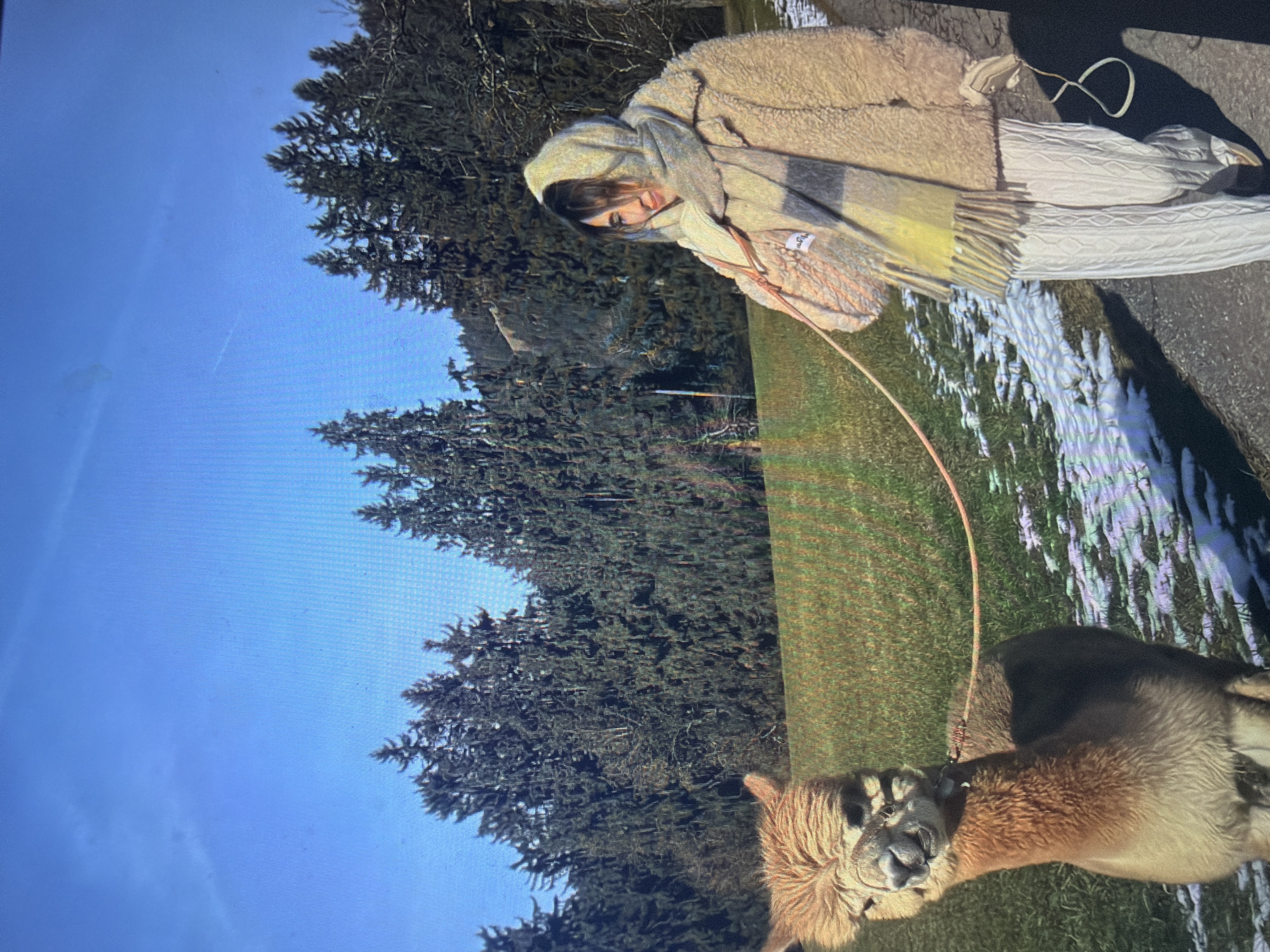 An outdoor scene in the city of Shumen, Bulgaria, depicts an adult female and an alpaca on a sunny day. The woman, positioned on the right side of the frame, wears a light-colored head covering, a large plaid scarf with yellow and gray sections, a beige faux-fur coat, and white cable-knit pants. She holds a pinkish-orange leash, which extends to a harness on the alpaca. The alpaca, positioned centrally on the left, is light brown with an orange tint, standing on all four legs, and has its mouth slightly ajar. The ground consists of green grass interspersed with patches of white snow. A paved path is visible along the right side and bottom of the image. The background features a dense forest of evergreen trees under a clear blue sky.