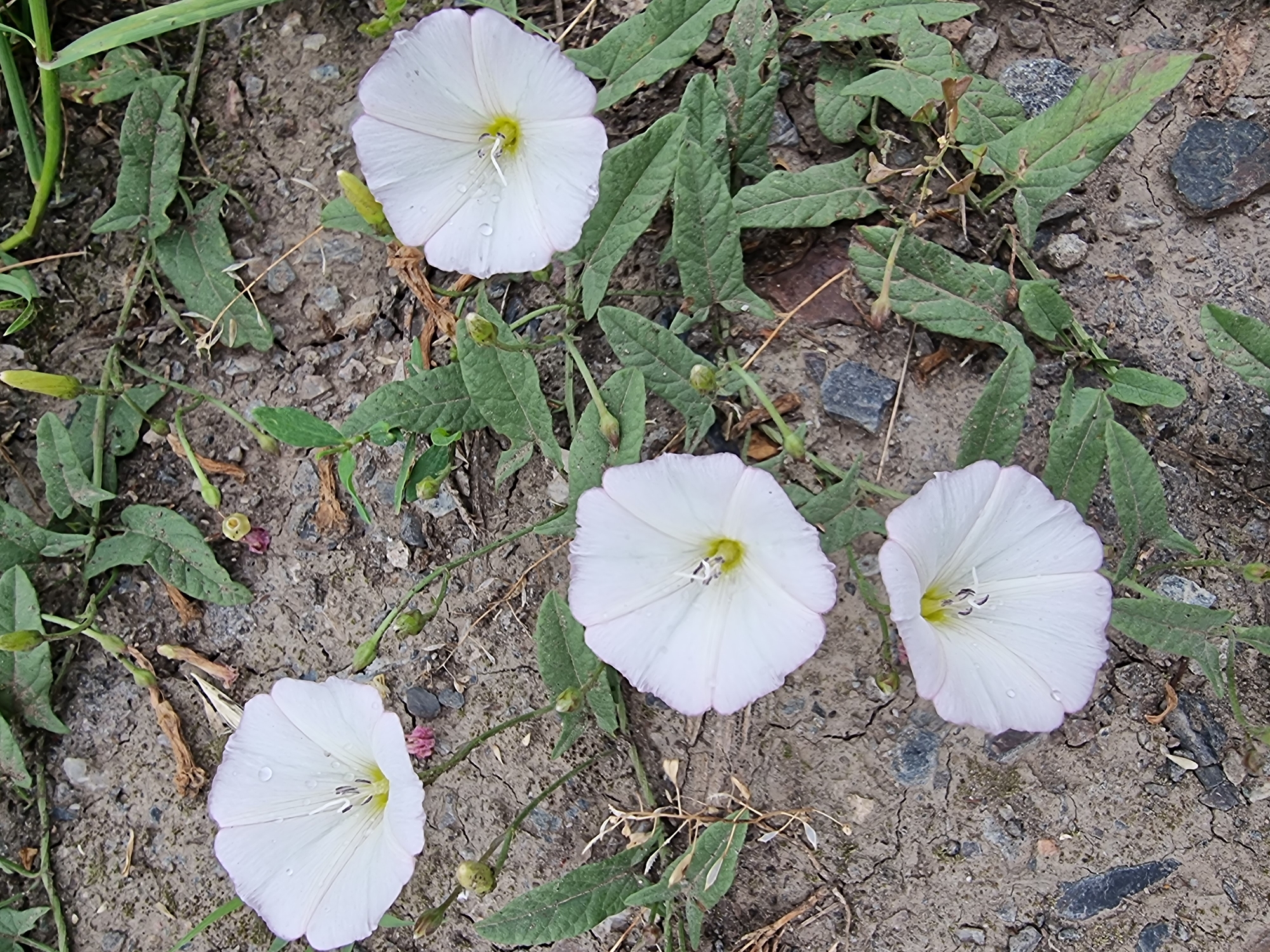 The image shows a cluster of white bindweed flowers growing in dry, cracked soil. The flowers are funnel-shaped with a yellow center and delicate pink edges. They are surrounded by green leaves and thin stems, with some buds and dried plant matter visible. The ground is a mix of dirt, small stones, and gravel. The scene appears to be outdoors, possibly in a neglected urban area or a roadside verge. The lighting suggests it is daytime. There are no people or animals visible in the image. This image was taken in Kryvyi Rih, Ukraine.