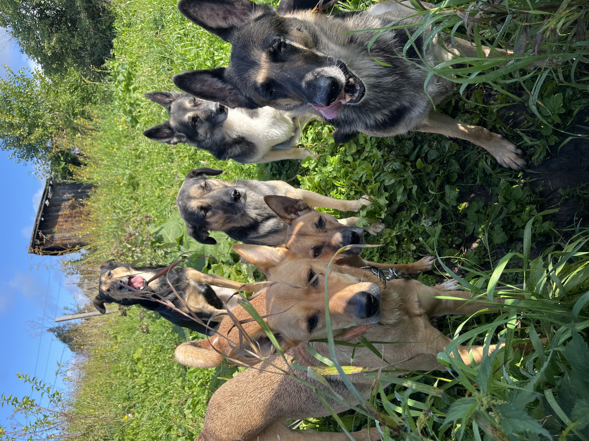 The image depicts a group of six dogs in a grassy outdoor environment, possibly a field or yard. The dogs are of varying breeds and colors, including German Shepherd mixes and lighter-colored dogs. Some of the dogs are looking at the camera, while others are looking away or interacting with their surroundings. One dog in the foreground is licking its nose, and another in the background has its mouth open and appears to be panting. The environment is characterized by tall green grass, some weeds, and a few scattered trees in the background. A wooden structure, possibly a shed or barn, is visible in the upper right portion of the image. The sky is blue with some clouds. The lighting suggests it is daytime, likely late morning or afternoon. There are no people or other animals visible in the image. The location is identified as Nizhny Tagil, Russia.