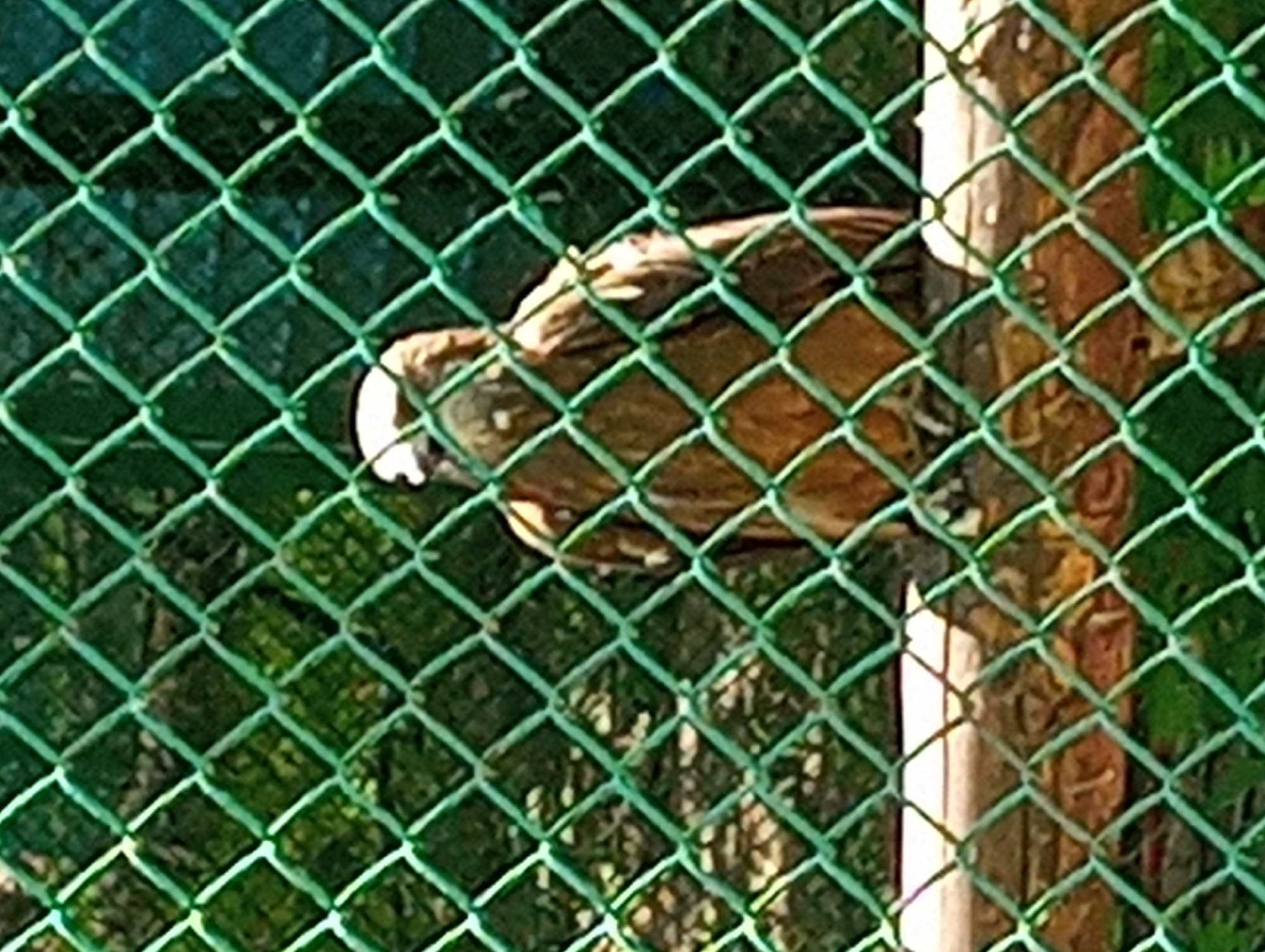 The image shows a hawk behind a green chain-link fence. The hawk is brown and white and is perched on a wooden beam. The background is blurry and appears to be greenery, possibly foliage. The hawk is facing to the left of the frame and its head is slightly tilted. The image is taken during the day and the lighting suggests it is sunny. The specific location in Almaty, Kazakhstan cannot be determined from the image.