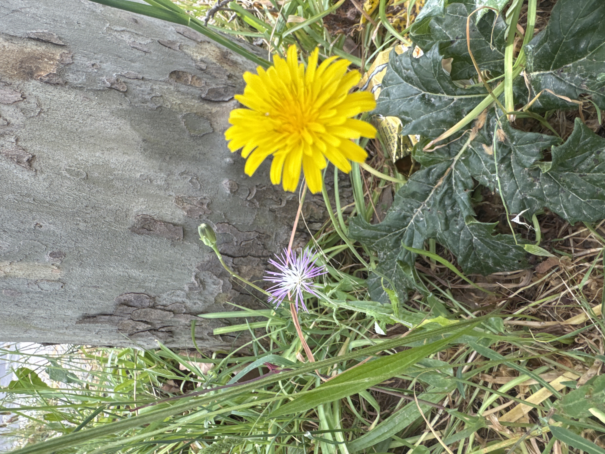 This close-up, outdoor shot captures a natural scene featuring a tree trunk, two distinct flowers, and various green foliage.
The dominant subject is a thick, textured tree trunk, light grey with patches of darker, peeling bark, running diagonally from the top left to the bottom right of the frame. Its rough surface suggests an aged tree.
Two flowers are prominent:
1. A bright yellow, dandelion-like flower, fully open and radiant, positioned near the center-top of the image. Its numerous, narrow petals form a dense bloom.
2. Below the yellow flower and slightly to its right, a smaller, delicate purple and white flower. This flower has a spiky, star-like appearance, with slender petals that are purple at their tips and fade to white towards the center.
Surrounding the tree trunk and flowers is a dense bed of green vegetation, including various types of grass and broader leaves. On the right side, large, dark green leaves with a somewhat ruffled or lobed texture are visible, possibly belonging to a different plant species. There are also some dried, brown stems and leaves mixed within the green.
The lighting suggests it is daytime, with natural light illuminating the scene evenly. No specific time of day or weather conditions can be definitively determined, but there are no harsh shadows indicating direct sunlight. The setting is a natural, untamed area, possibly a park or roadside green space, consistent with outdoor environments found in Barcelona, Spain. There are no people, visible activities, or discernible text in the image.