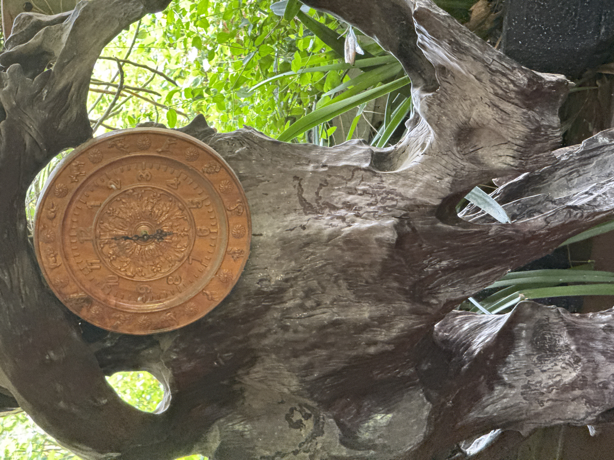 A close-up shot shows a circular, decorative clock affixed to a large, gnarled piece of driftwood. The clock is a muted orange-brown, bearing raised decorative numerals and a central ornate design with two visible hands. The driftwood is light gray with prominent grain patterns and holes. Green foliage is visible through the wood's openings and behind it. The photograph appears to be taken outdoors, possibly in a garden or park. There is no sign of the location Than Uyên, Vietnam, being displayed. No people, actions, or interactions are visible.