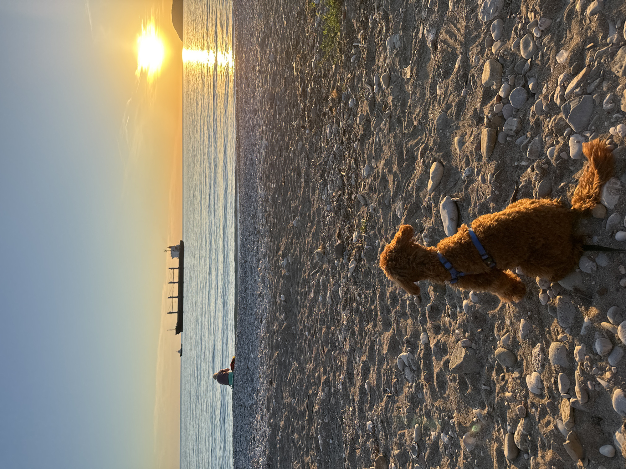 The image depicts a dog standing on a rocky beach during sunset in Bar, Montenegro. The sun is setting over the Adriatic Sea, casting a golden glow on the water and the beach. A large cargo ship is visible in the distance. A red kayak or small boat is closer to the shore. The dog is a brown poodle mix, wearing a blue harness. The beach is covered with sand and smooth rocks. The image appears to be taken in the late afternoon or early evening, given the position of the sun and the length of the shadows. A person is sitting on the edge of the water.