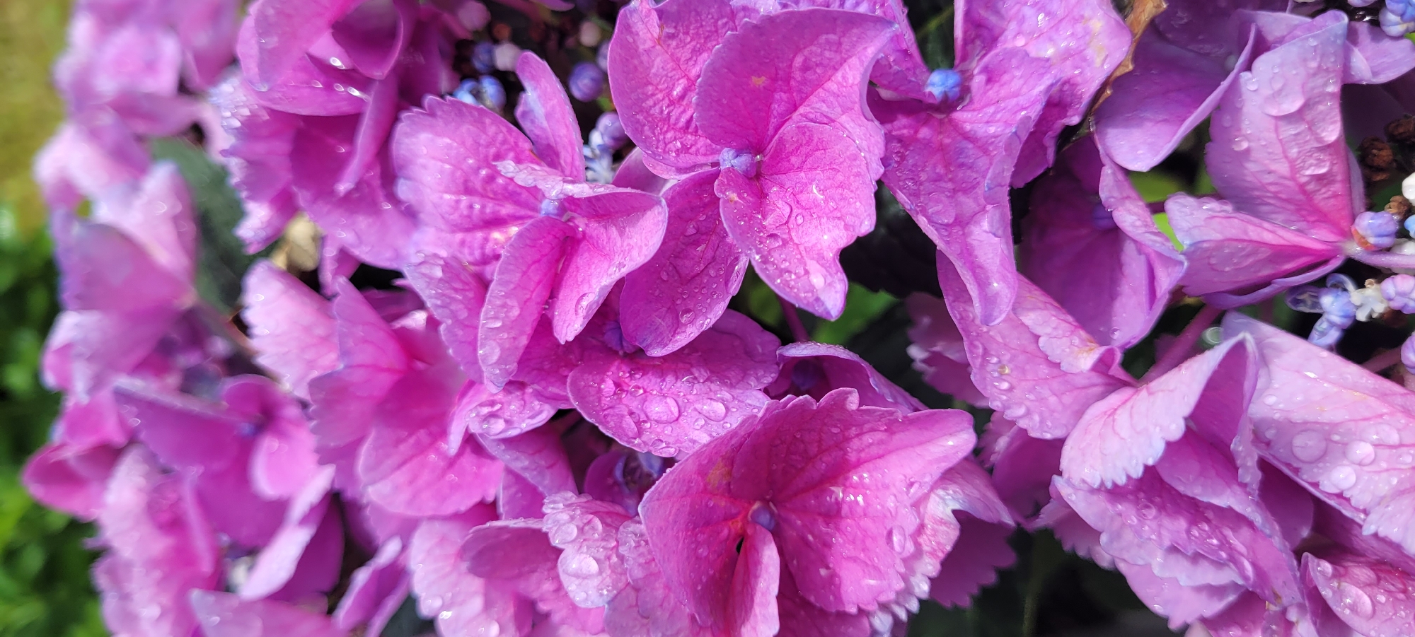 A close-up, vertical shot captures a cluster of vibrant pink hydrangea flowers, glistening with water droplets after a rain. The petals are delicate and slightly ruffled, showcasing various shades of pink and hints of purple. Some of the smaller florets in the background are a deep blue and white. The image is focused on the flowers, with a blurred green background suggesting foliage. The scene is likely an outdoor garden in Dietzenbach, Germany, where hydrangeas are common in residential and public green spaces. There are no people or animals present. The lighting appears natural, indicating it was taken during the daytime.