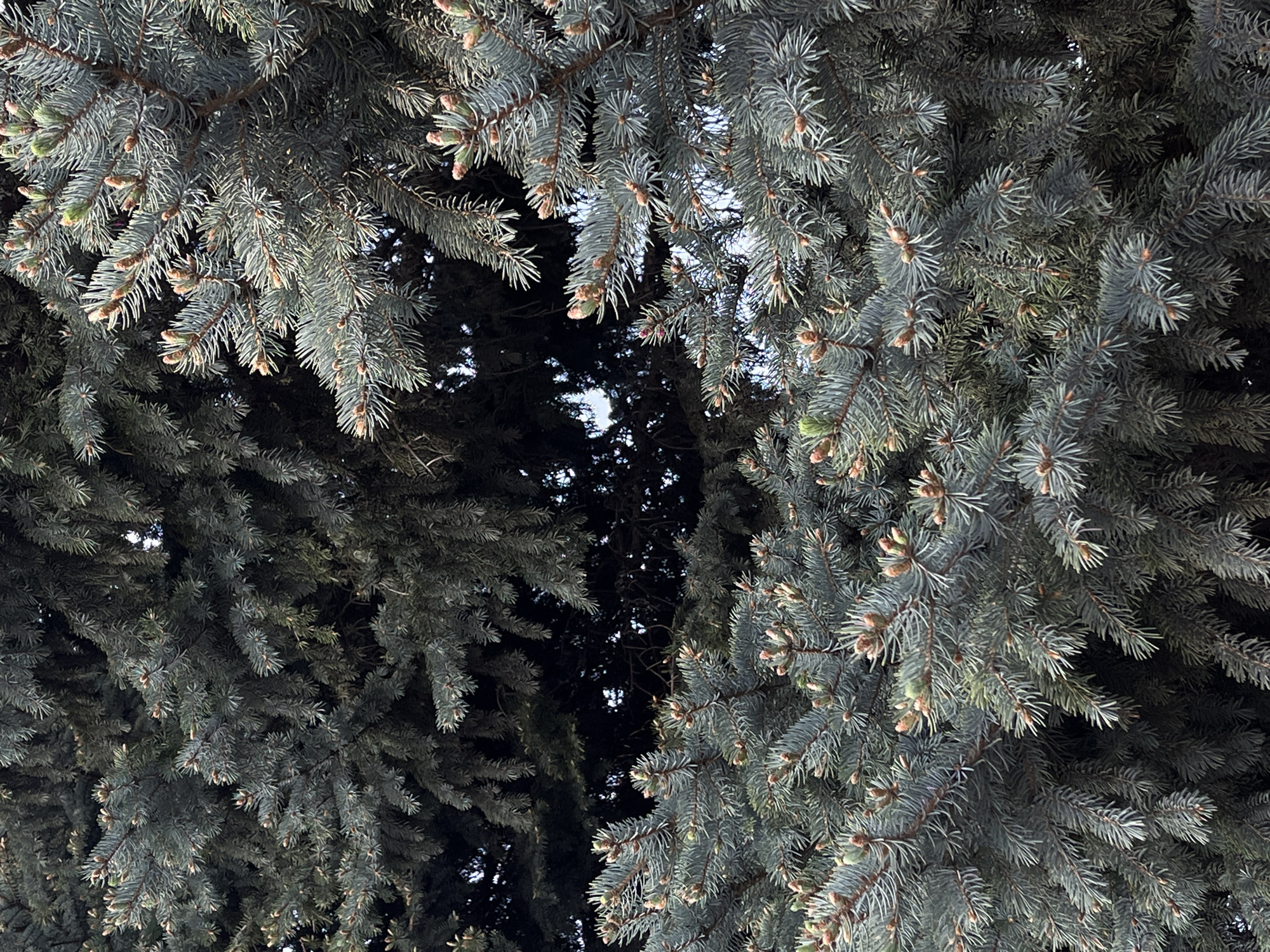 The image shows the dense, blue-grey foliage of a conifer tree, possibly a blue spruce. The branches are laden with needles and emerging cones, creating a textured, layered effect. The background is mostly obscured by the tree's dense foliage, with only small glimpses of light suggesting the sky peeking through. The photograph gives the impression of looking up into the tree canopy.
I am not able to confirm the location, Novopokrovskaya, Russia.