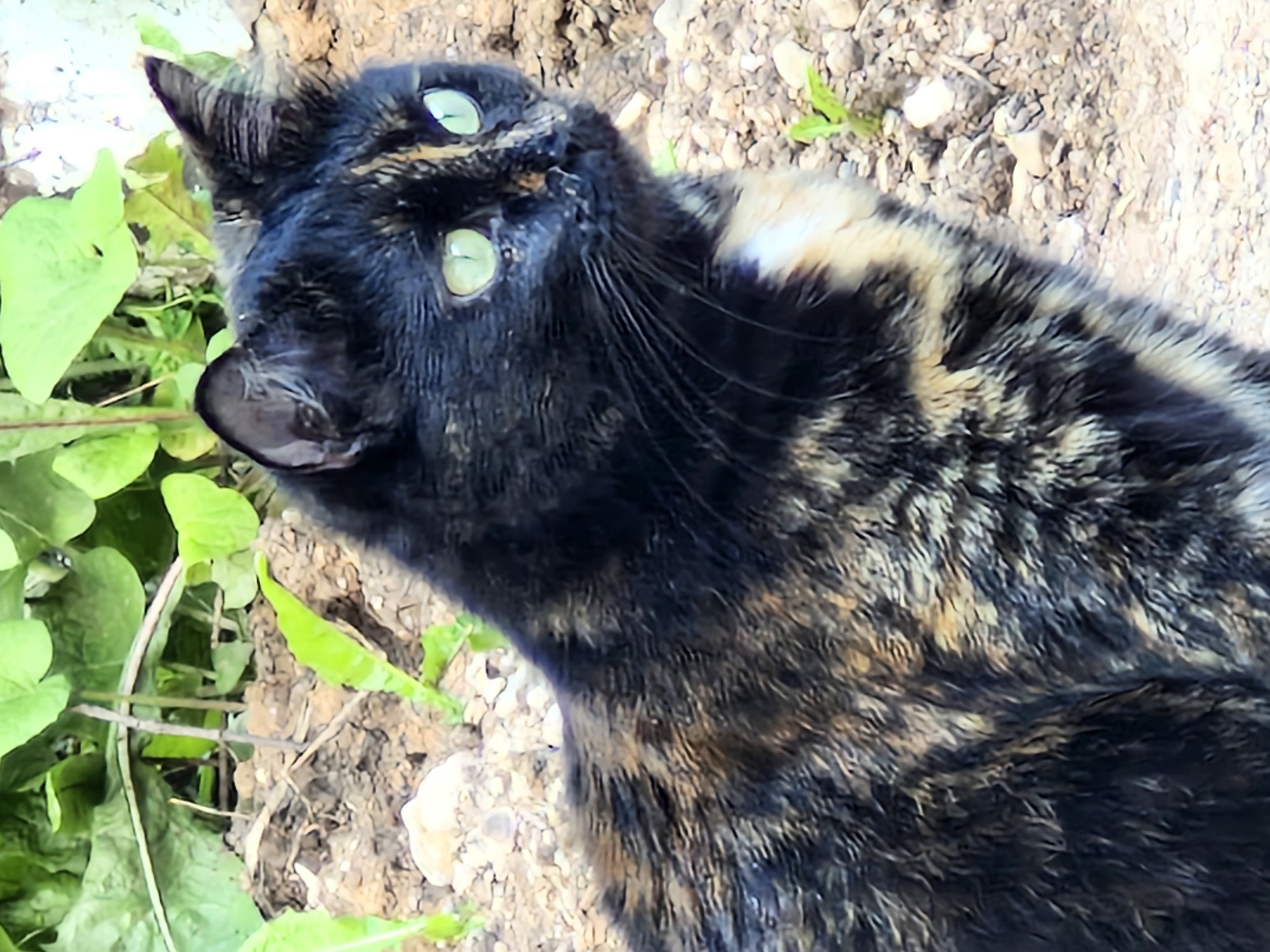 A tortoiseshell cat with green eyes sits on the ground among soil and small rocks. Green leaves are visible in the background. The cat's fur is a mix of black, brown, and orange patches. The scene is outdoors, in what appears to be a natural or garden setting. The location is Buzdyak, Russia.