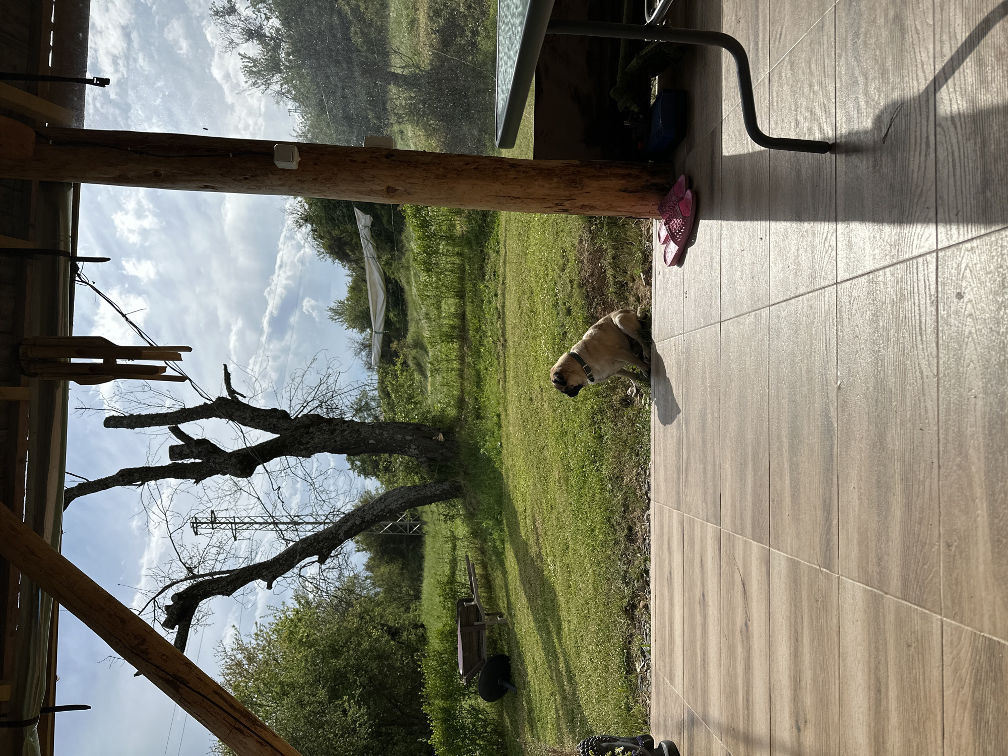 Outside a structure with exposed wooden beams, likely a porch or patio area in Mrachenik, Bulgaria, a tan dog with a dark collar is sniffing the grass near a tiled surface. Pink sandals are placed on the tiles. A table with a glass top and a dark metal frame stands nearby. The view extends to a grassy area with a dead tree and a wheelbarrow. Overhead power lines and a cloudy sky are visible through the branches. The tiled surface appears to be adjacent to a grassy area.
